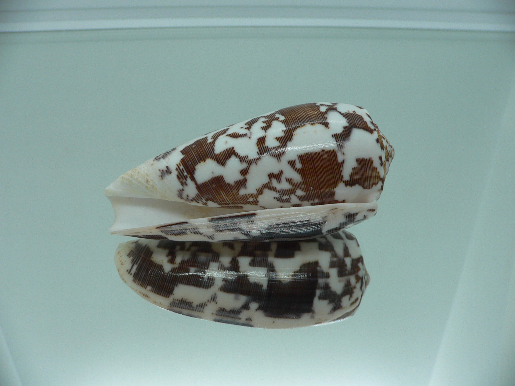 Conus striatus DARK