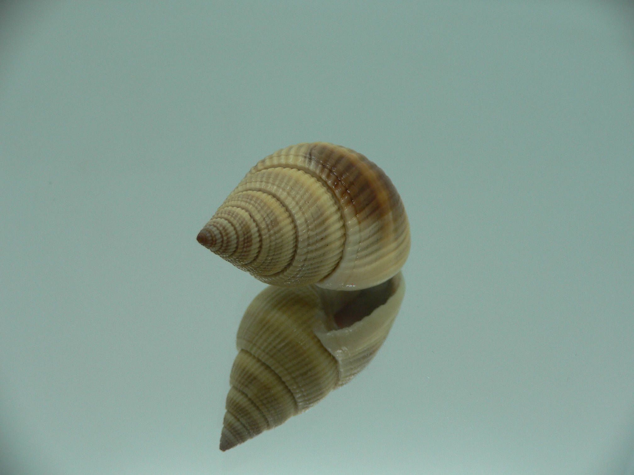 Nassarius siquijorensis BIG & YELLOW
