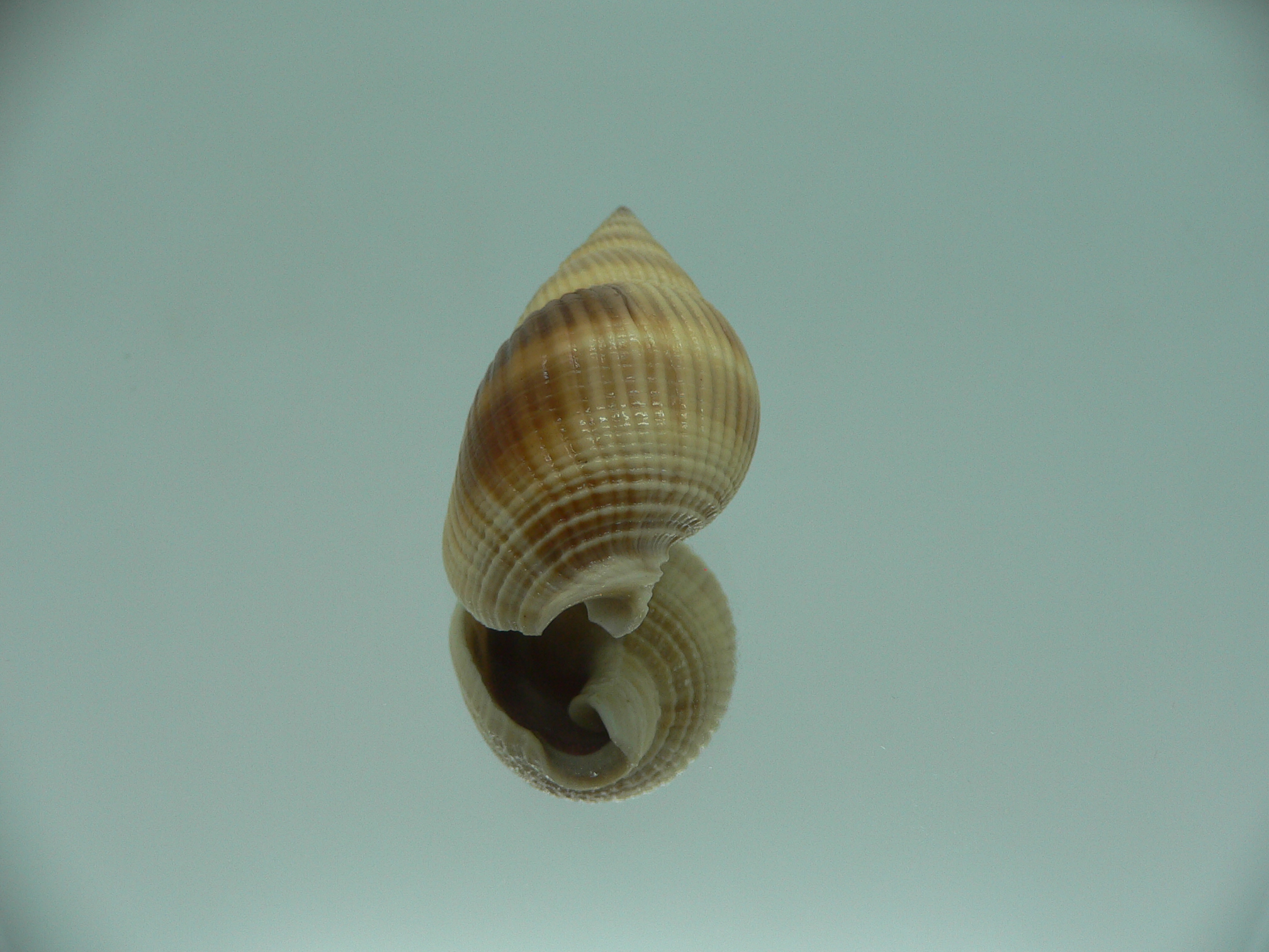 Nassarius siquijorensis BIG & YELLOW