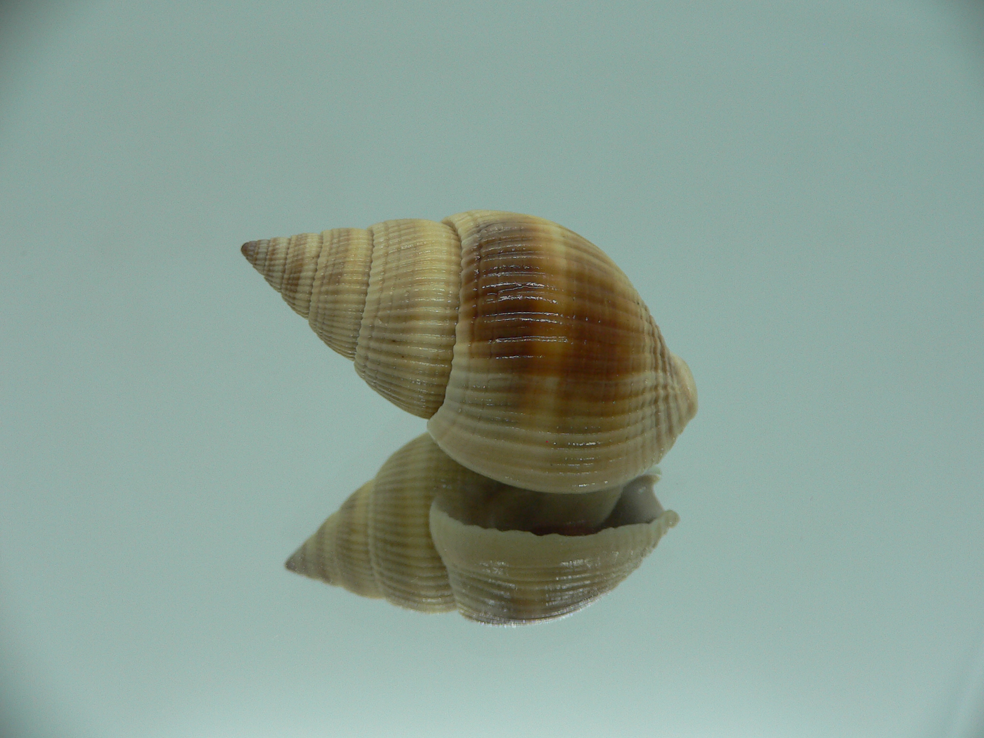 Nassarius siquijorensis BIG & YELLOW