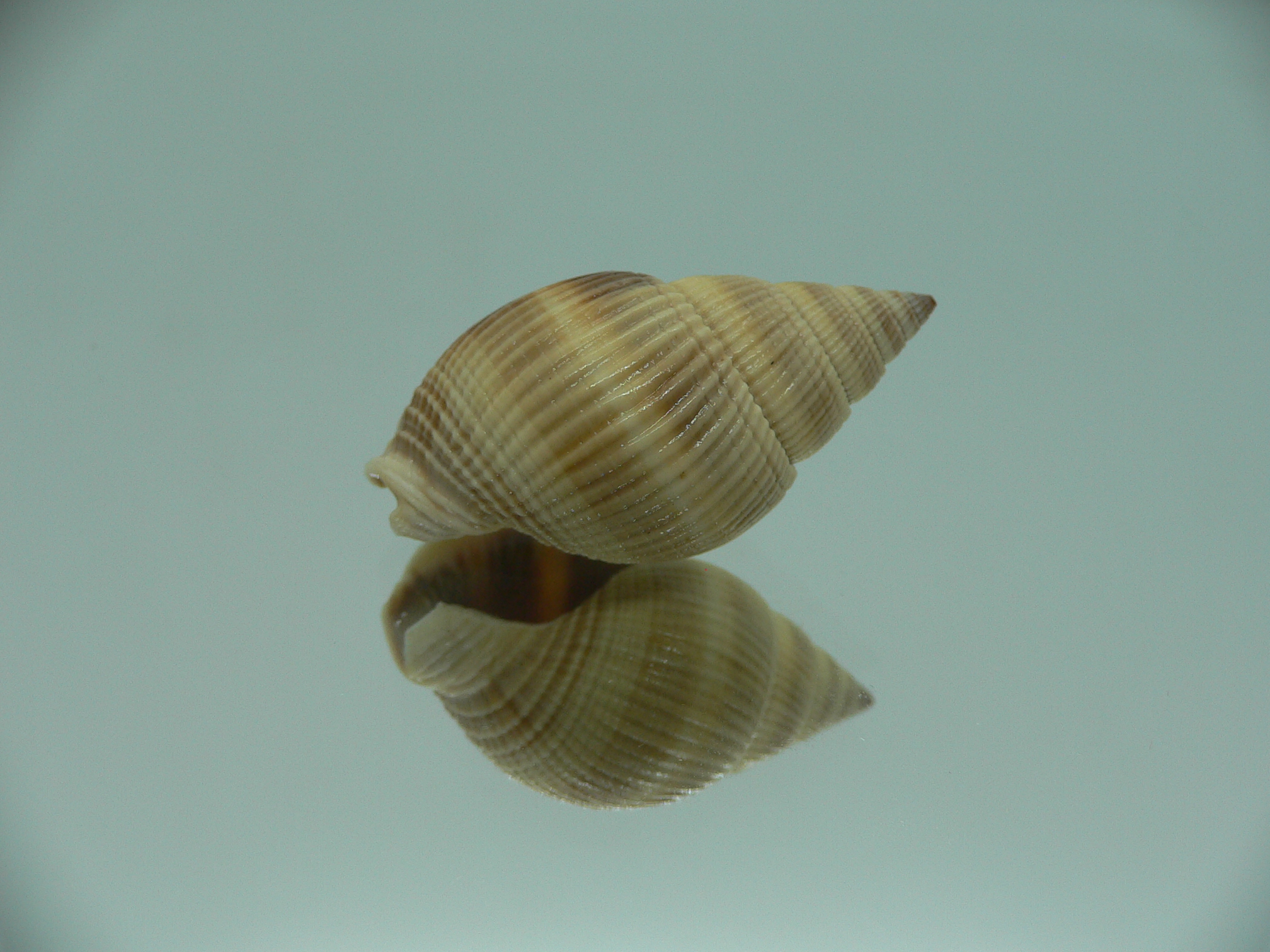 Nassarius siquijorensis BIG & YELLOW