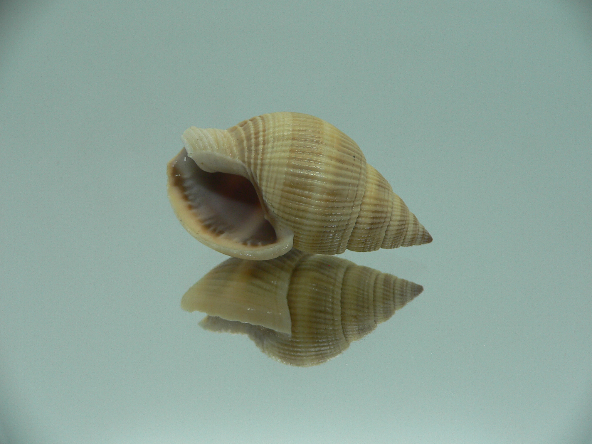 Nassarius siquijorensis BIG & YELLOW