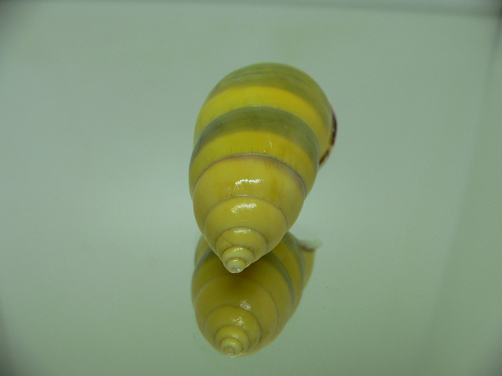 Amphidromus butoti f. infraviridis GREAT & BEAUTY