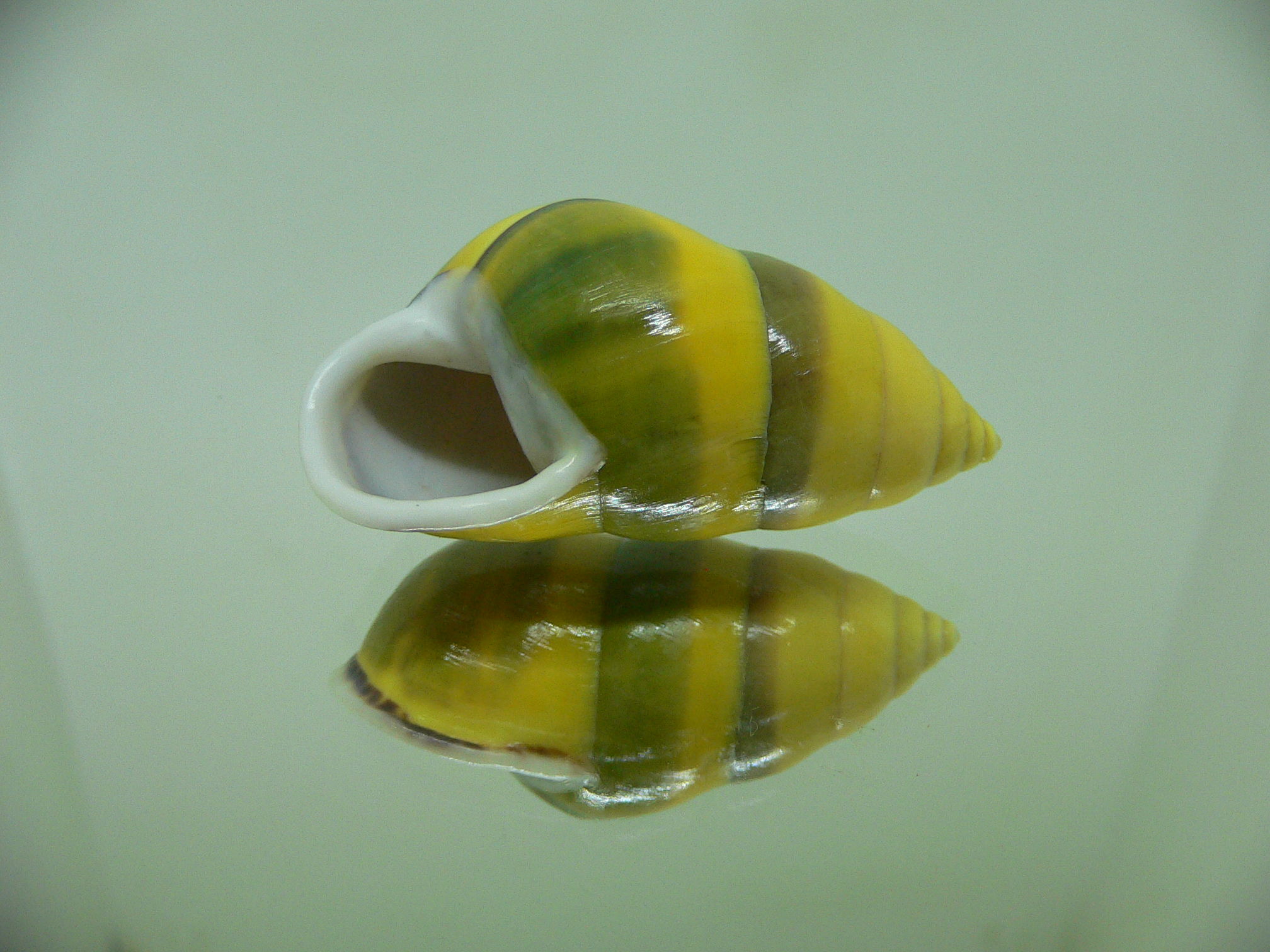 Amphidromus butoti f. infraviridis GREAT & BEAUTY