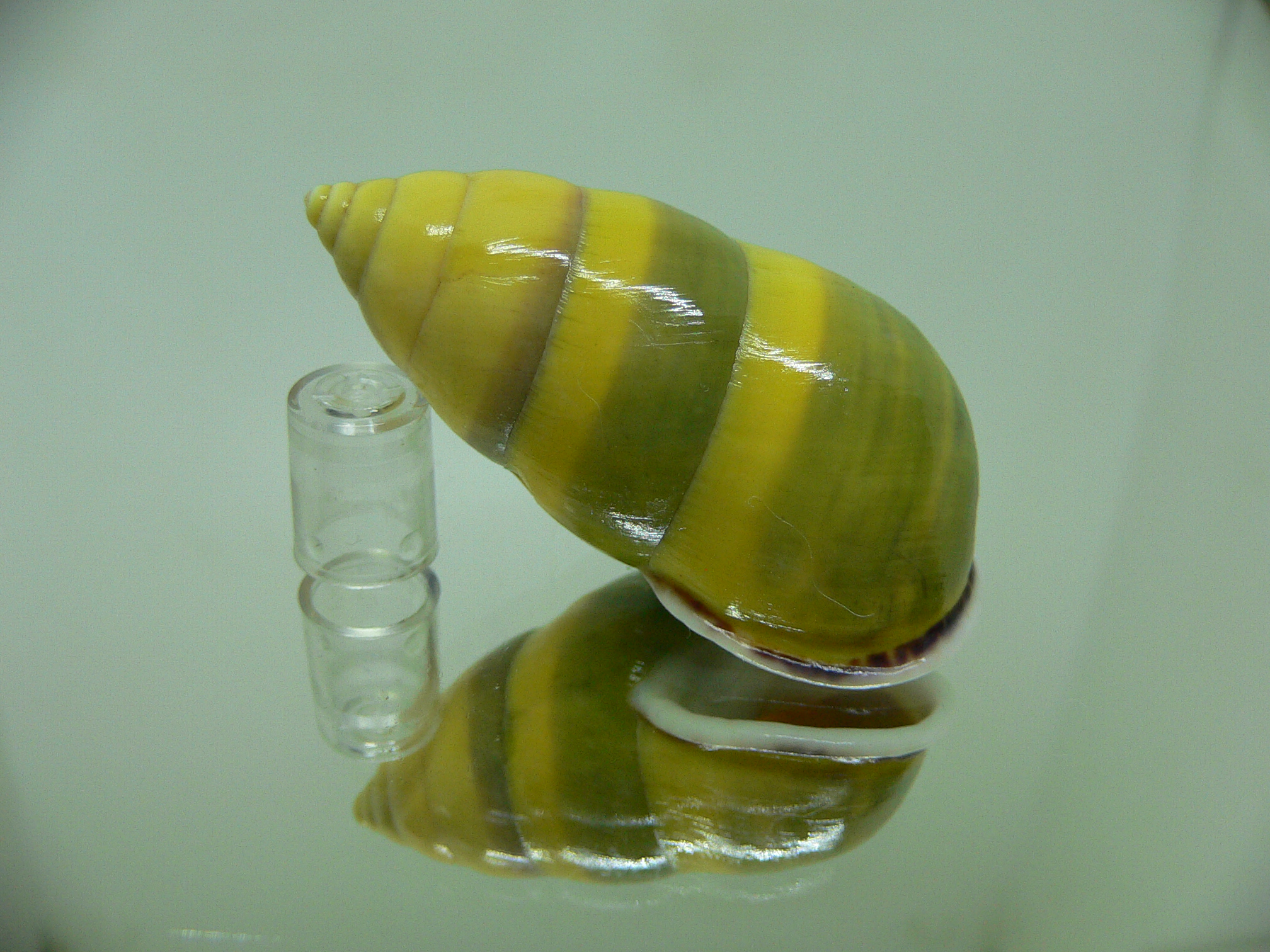 Amphidromus butoti f. infraviridis GREAT & BEAUTY