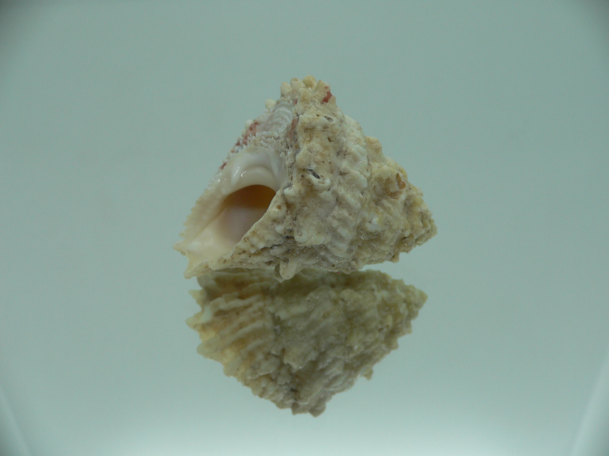 Astralium SP. BIG
