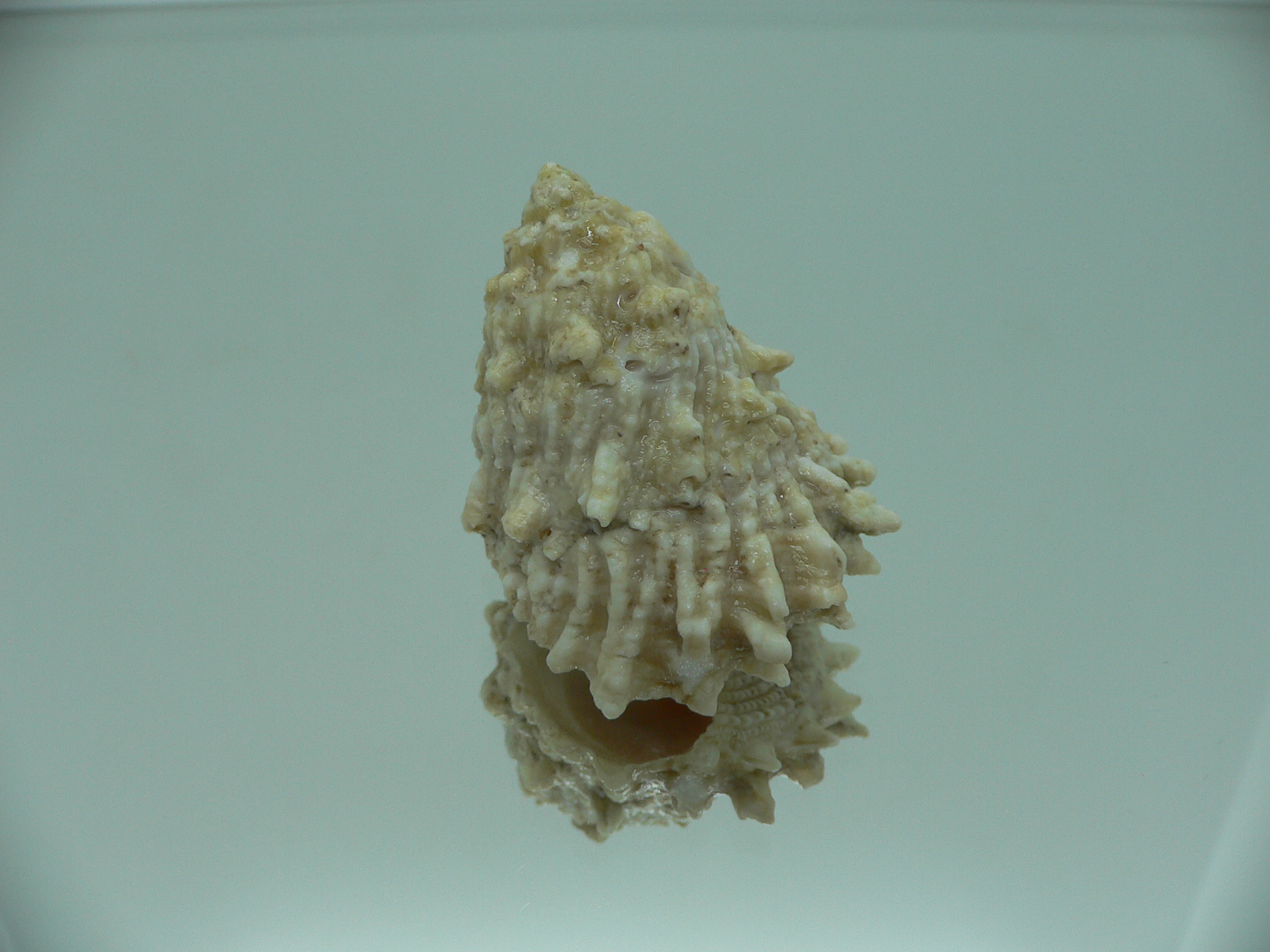 Astralium SP. BIG