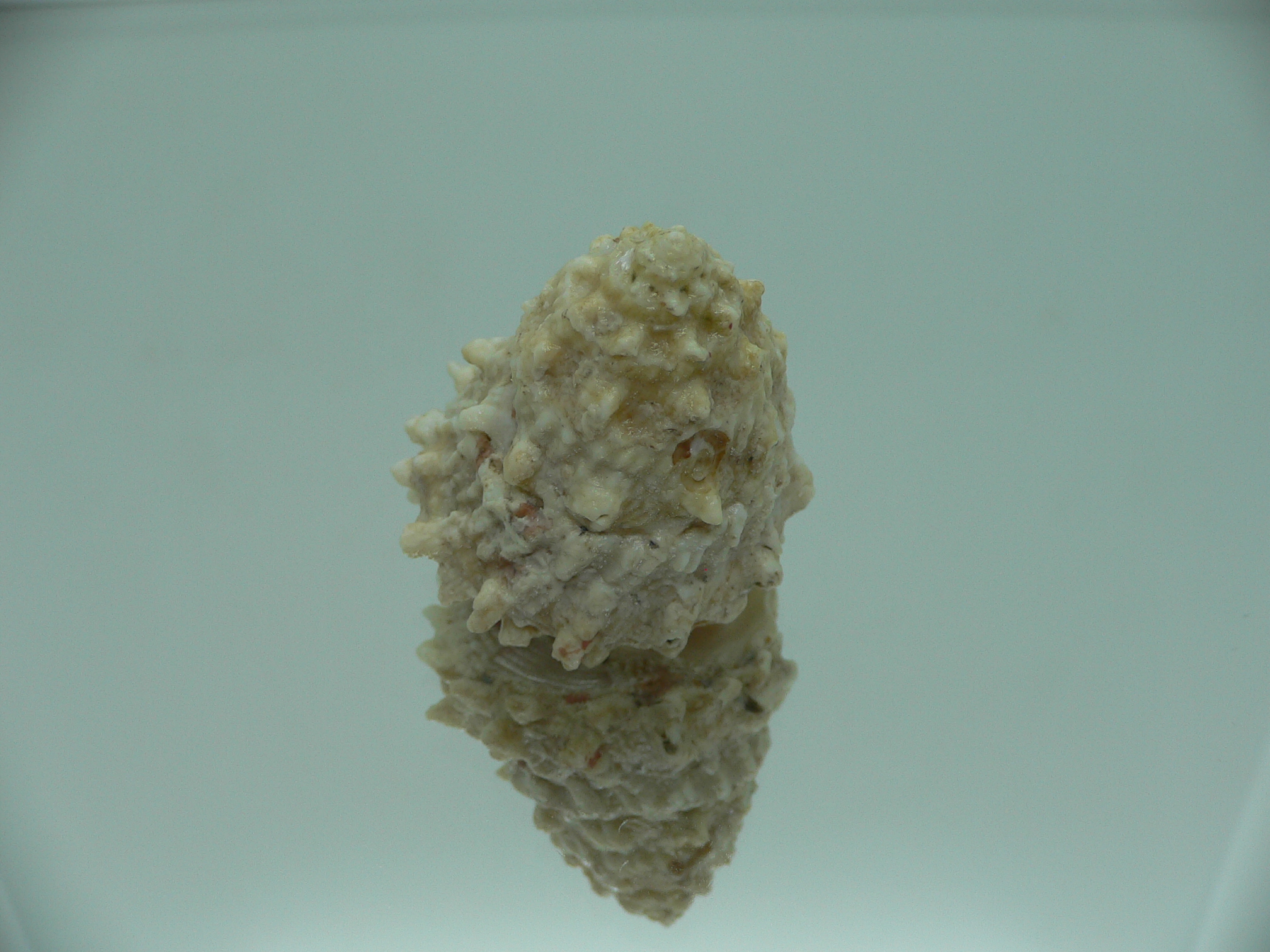 Astralium SP. BIG