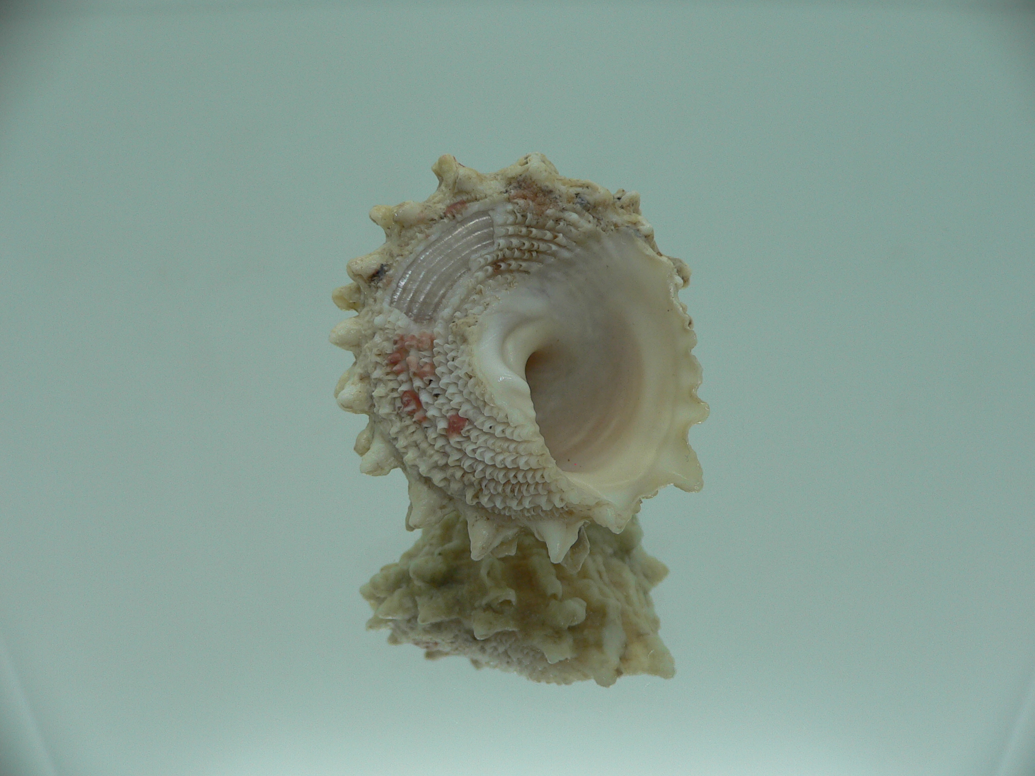 Astralium SP. BIG