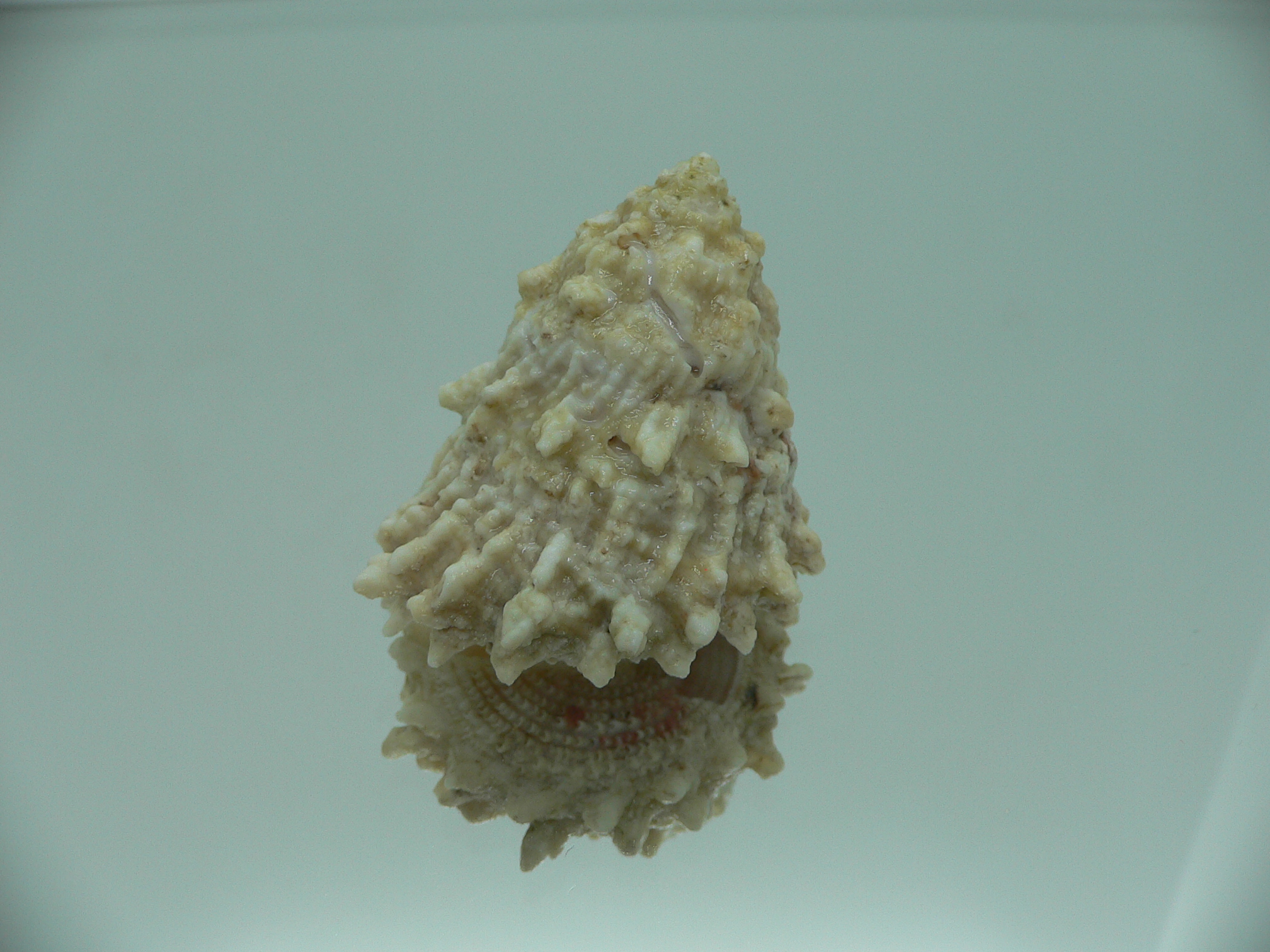 Astralium SP. BIG