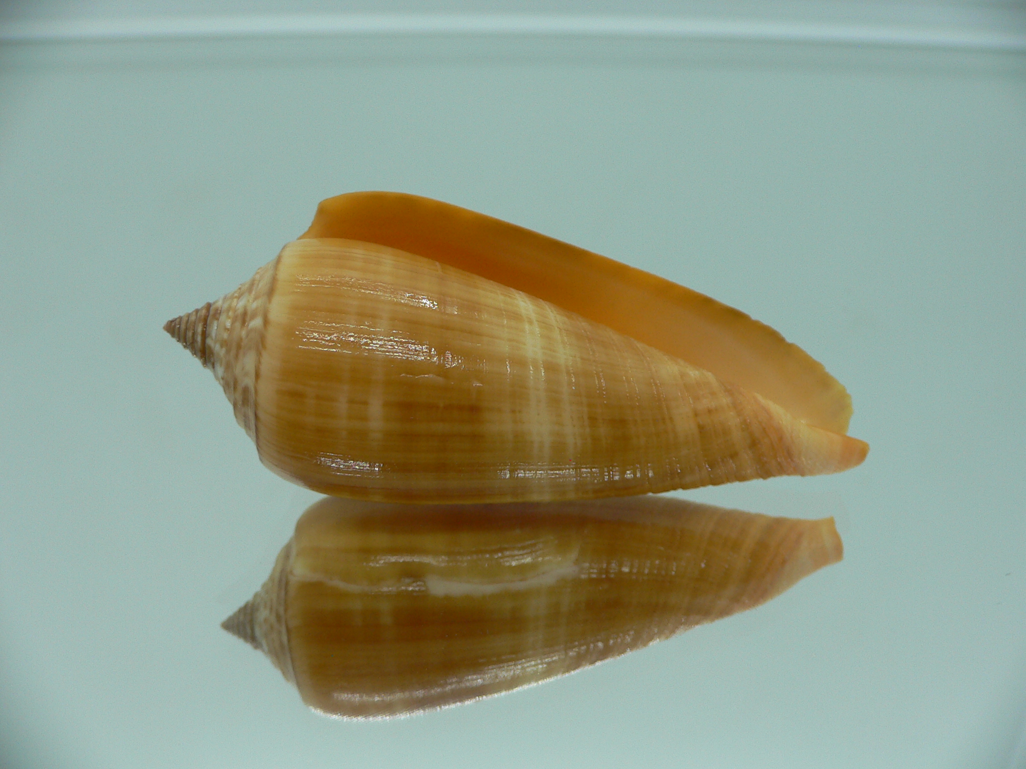 Conus ochroleucus ochroleucus GOOD SIZE