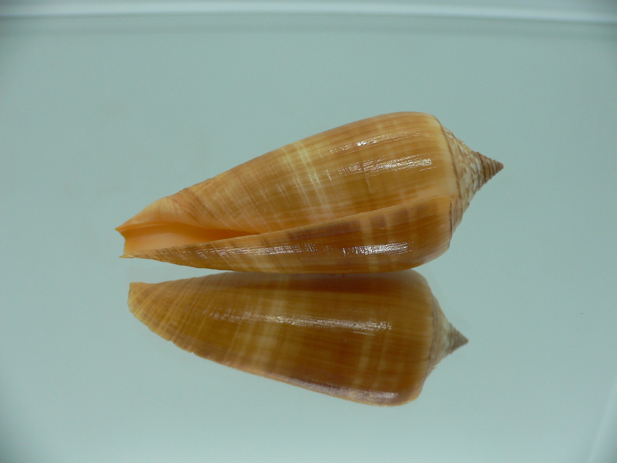 Conus ochroleucus ochroleucus GOOD SIZE