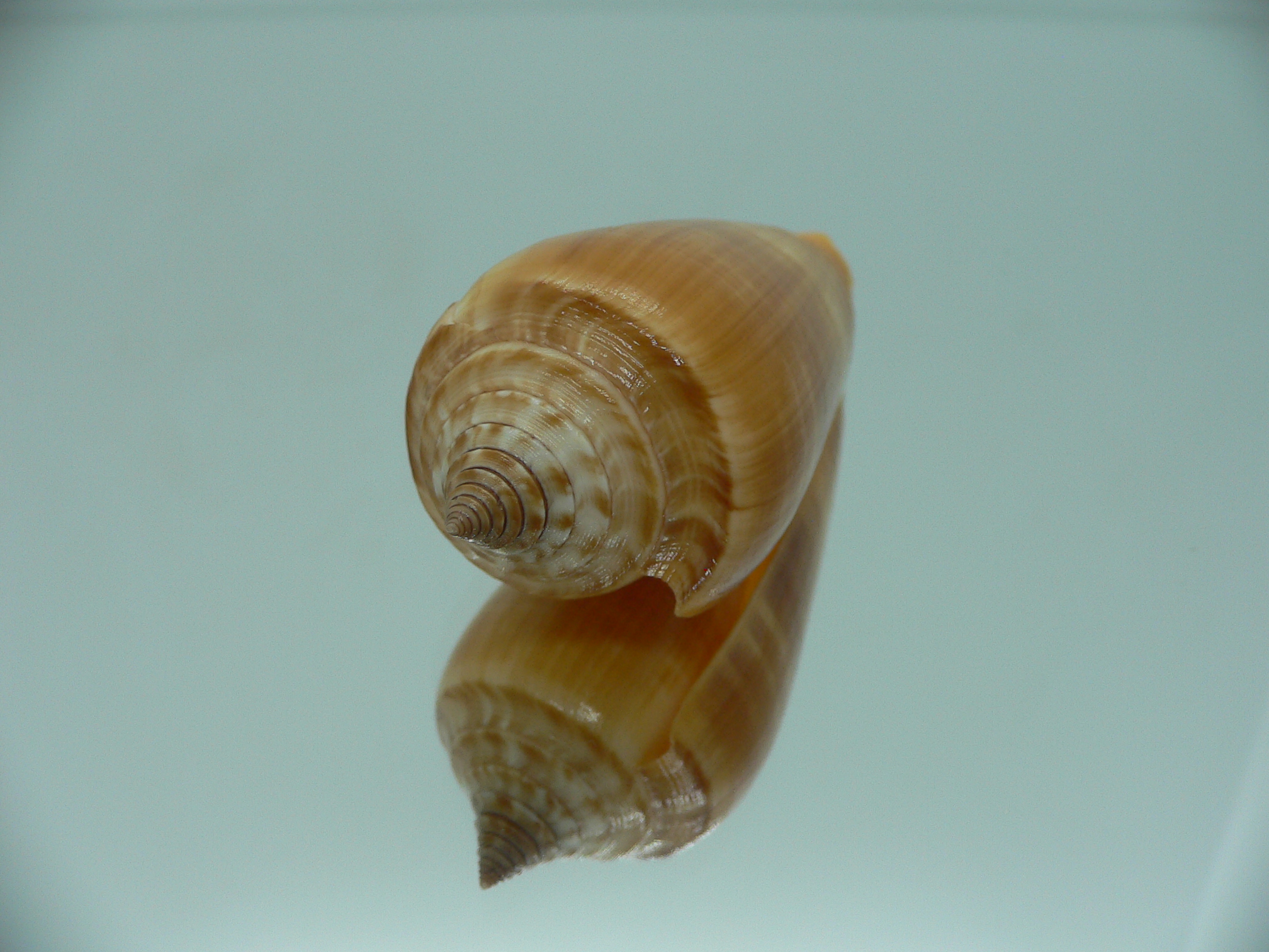 Conus ochroleucus ochroleucus GOOD SIZE