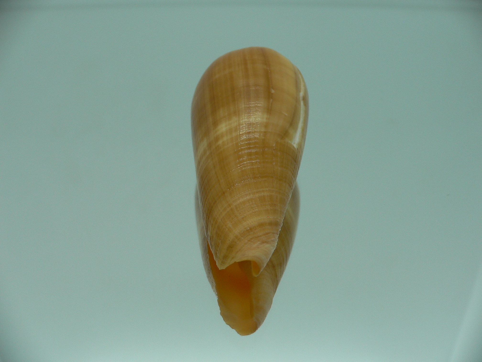 Conus ochroleucus ochroleucus GOOD SIZE