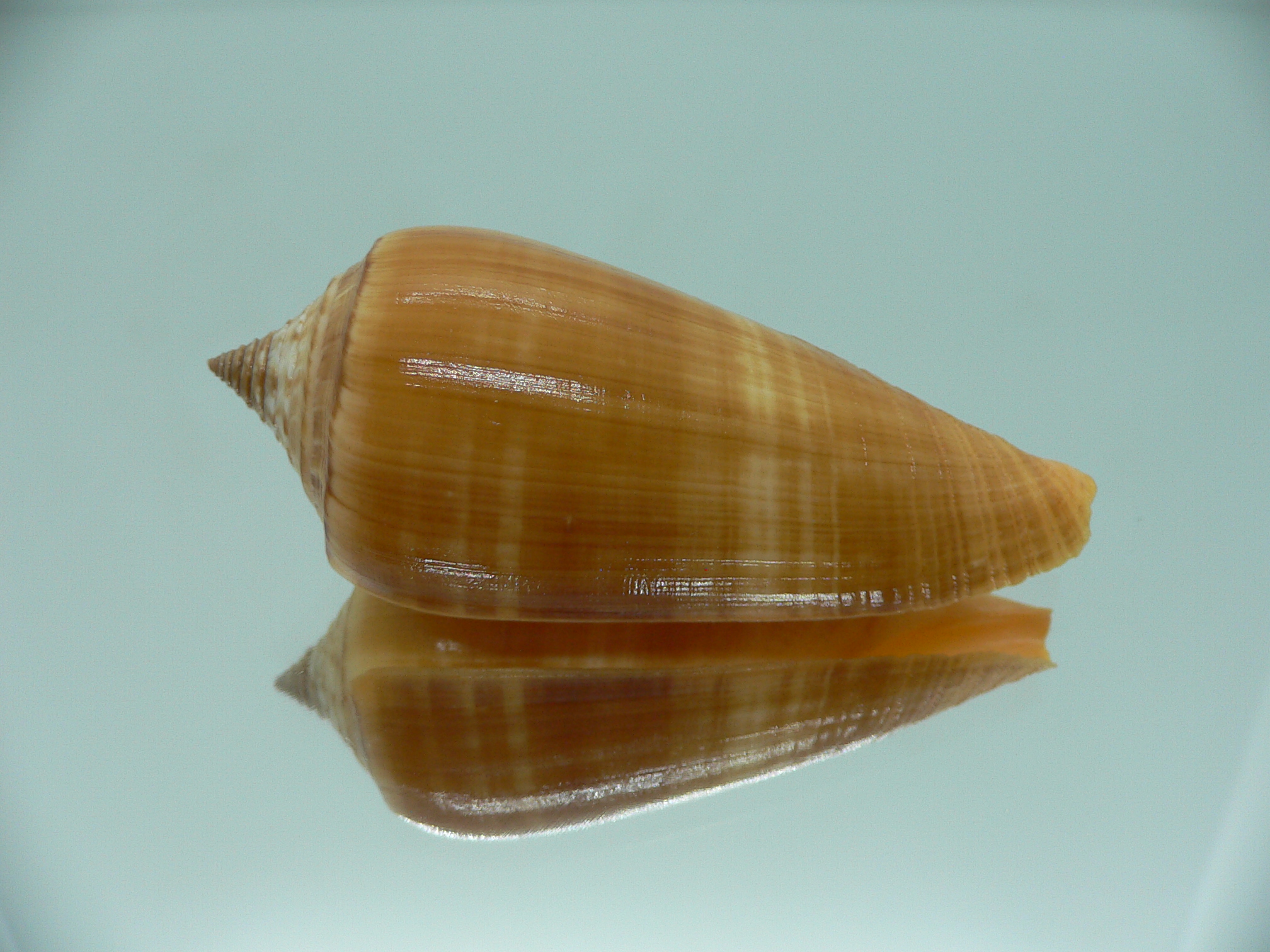 Conus ochroleucus ochroleucus GOOD SIZE
