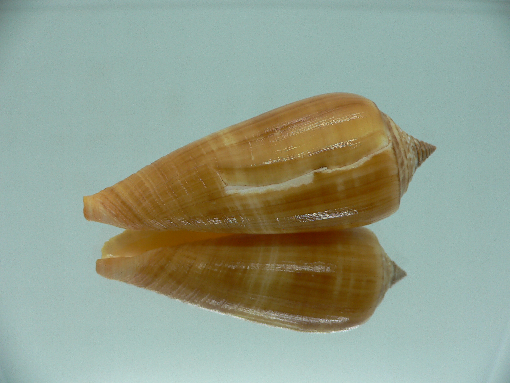 Conus ochroleucus ochroleucus GOOD SIZE