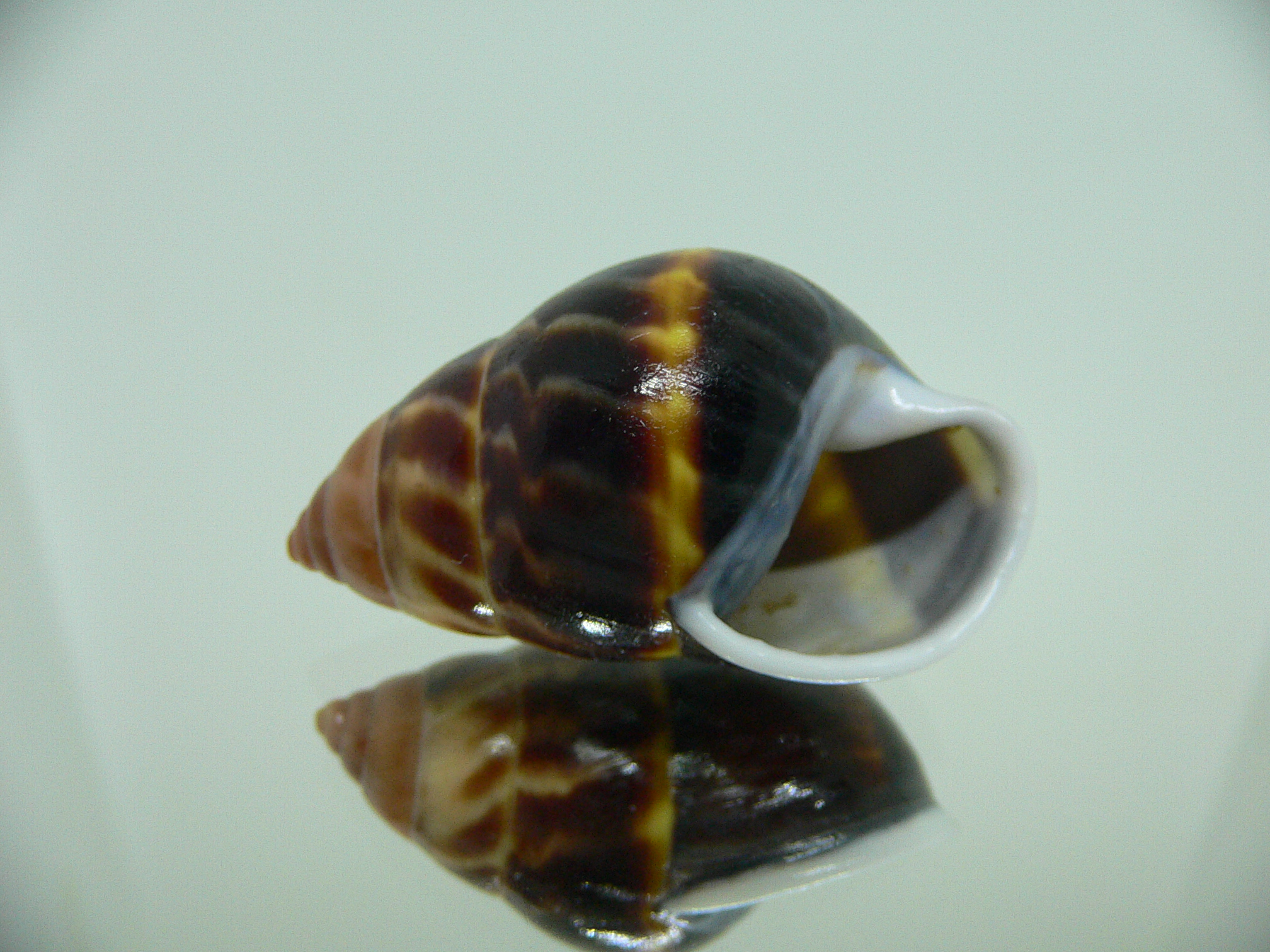 Amphidromus perversus melanoma GLOBOSE
