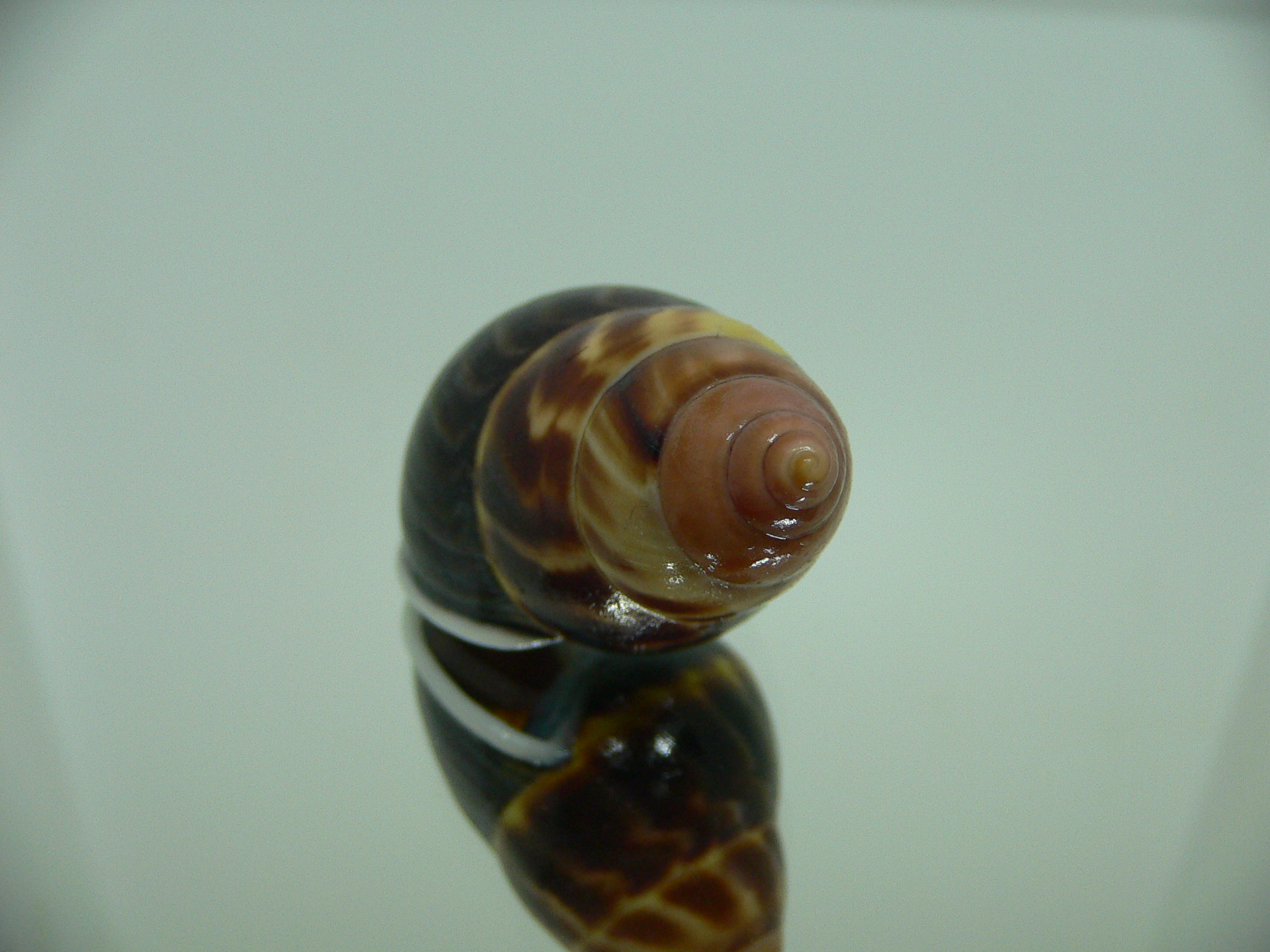 Amphidromus perversus melanoma GLOBOSE