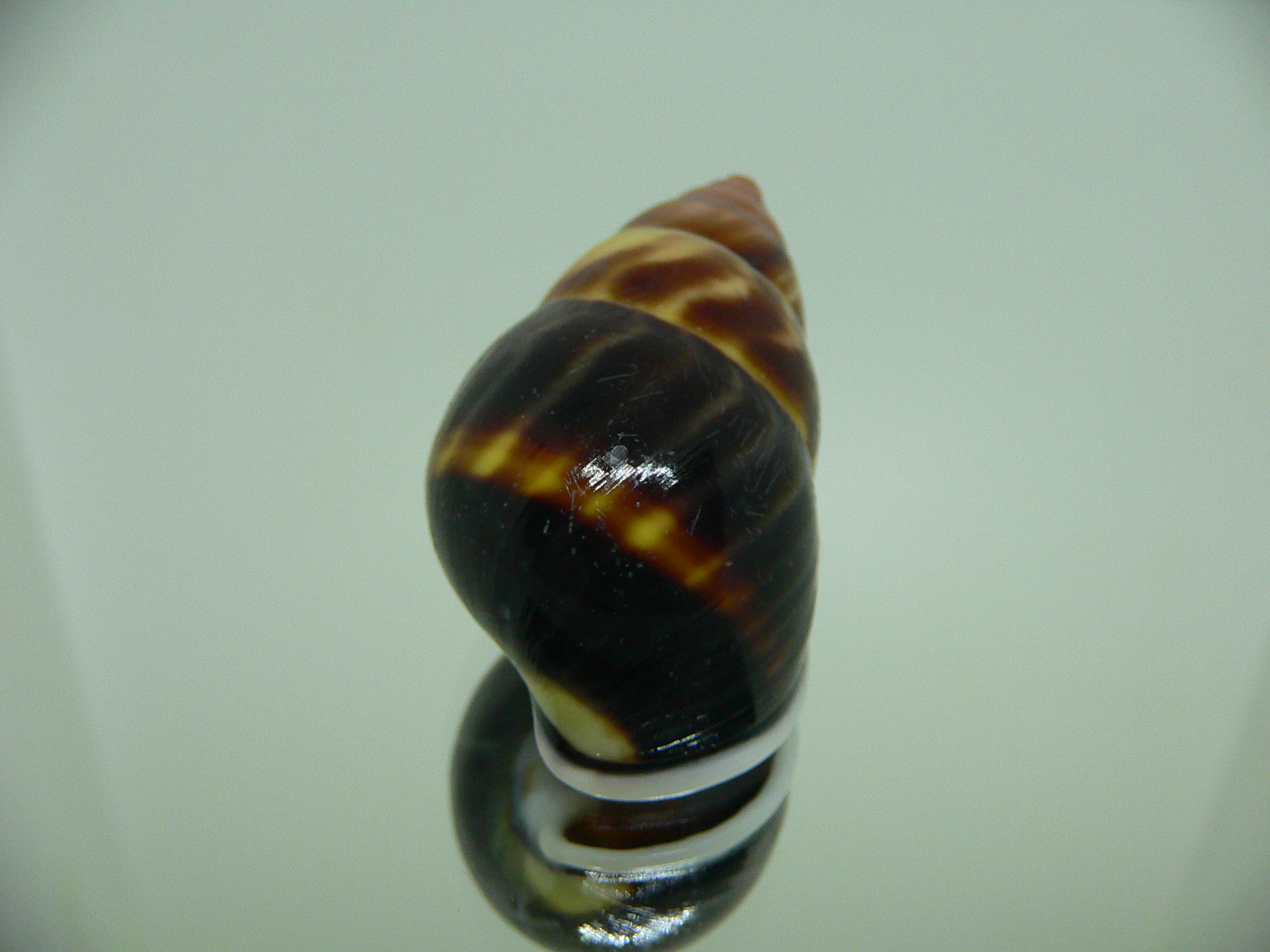 Amphidromus perversus melanoma GLOBOSE