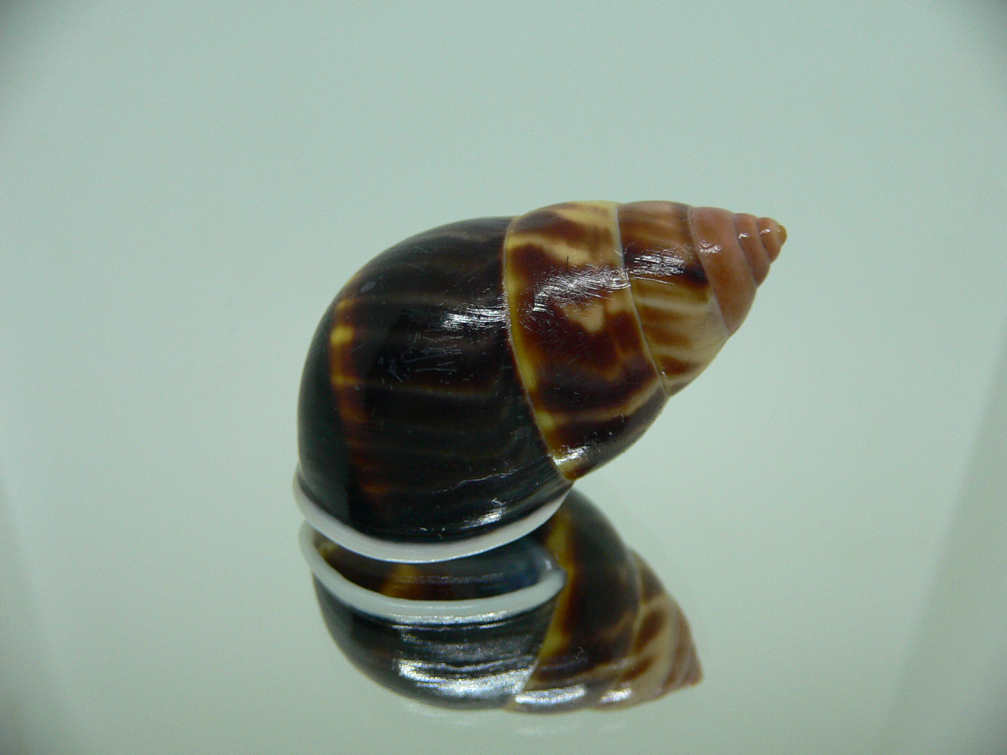 Amphidromus perversus melanoma GLOBOSE