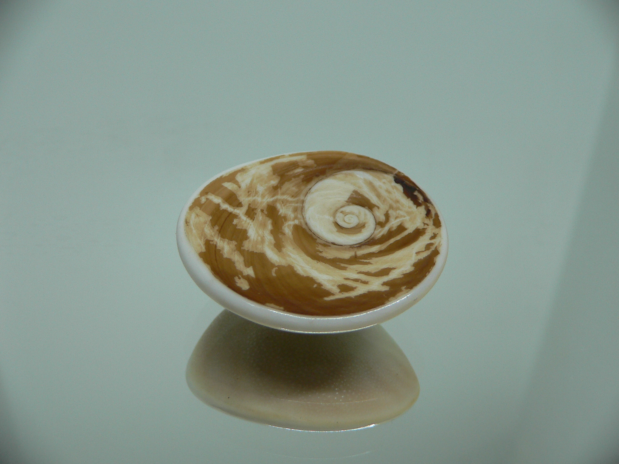 Крышечка Turbo (Marmarostoma) 7