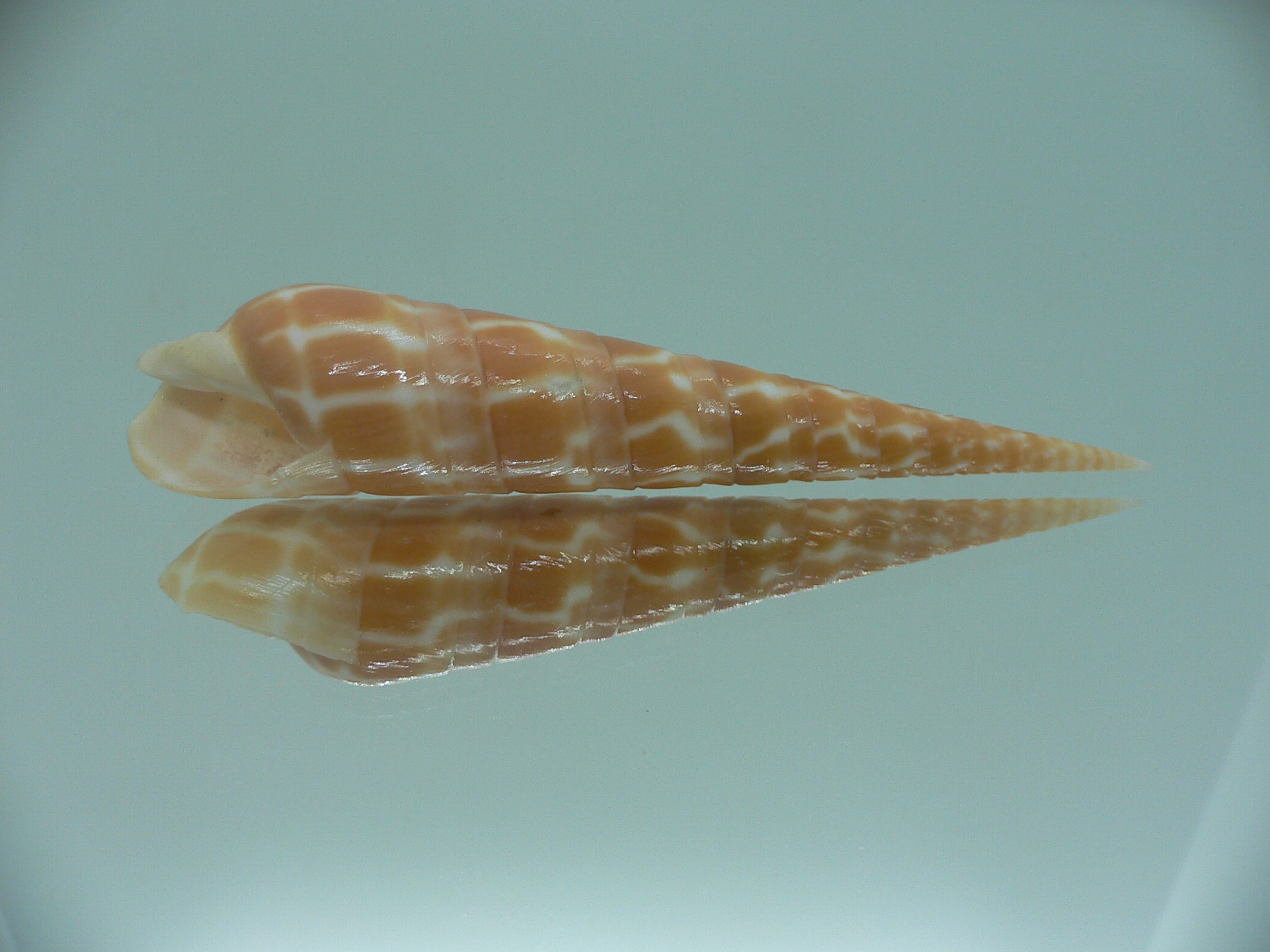 Oxymeris dimidiatus COLORING