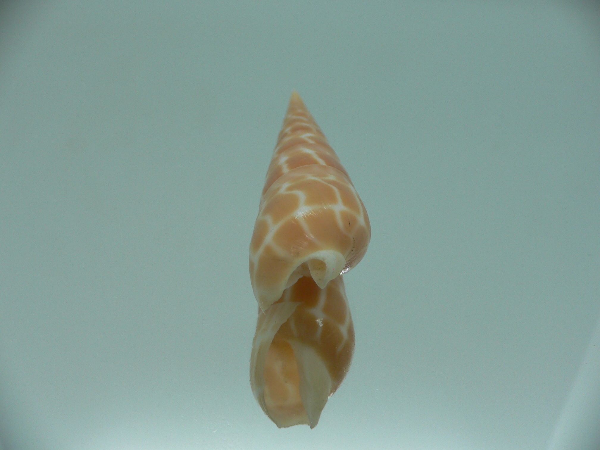 Oxymeris dimidiatus COLORING
