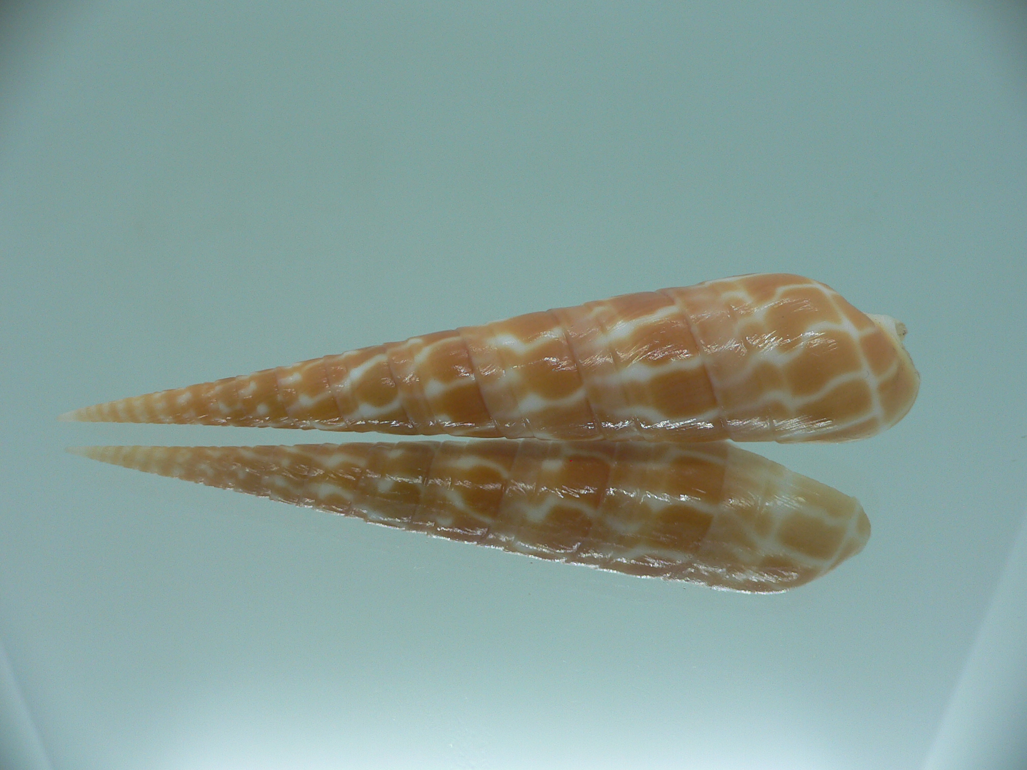 Oxymeris dimidiatus COLORING