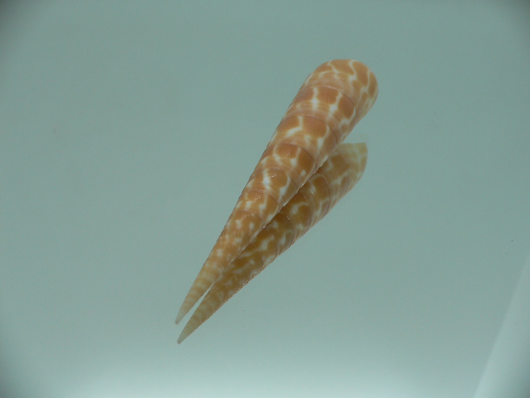 Oxymeris dimidiatus COLORING