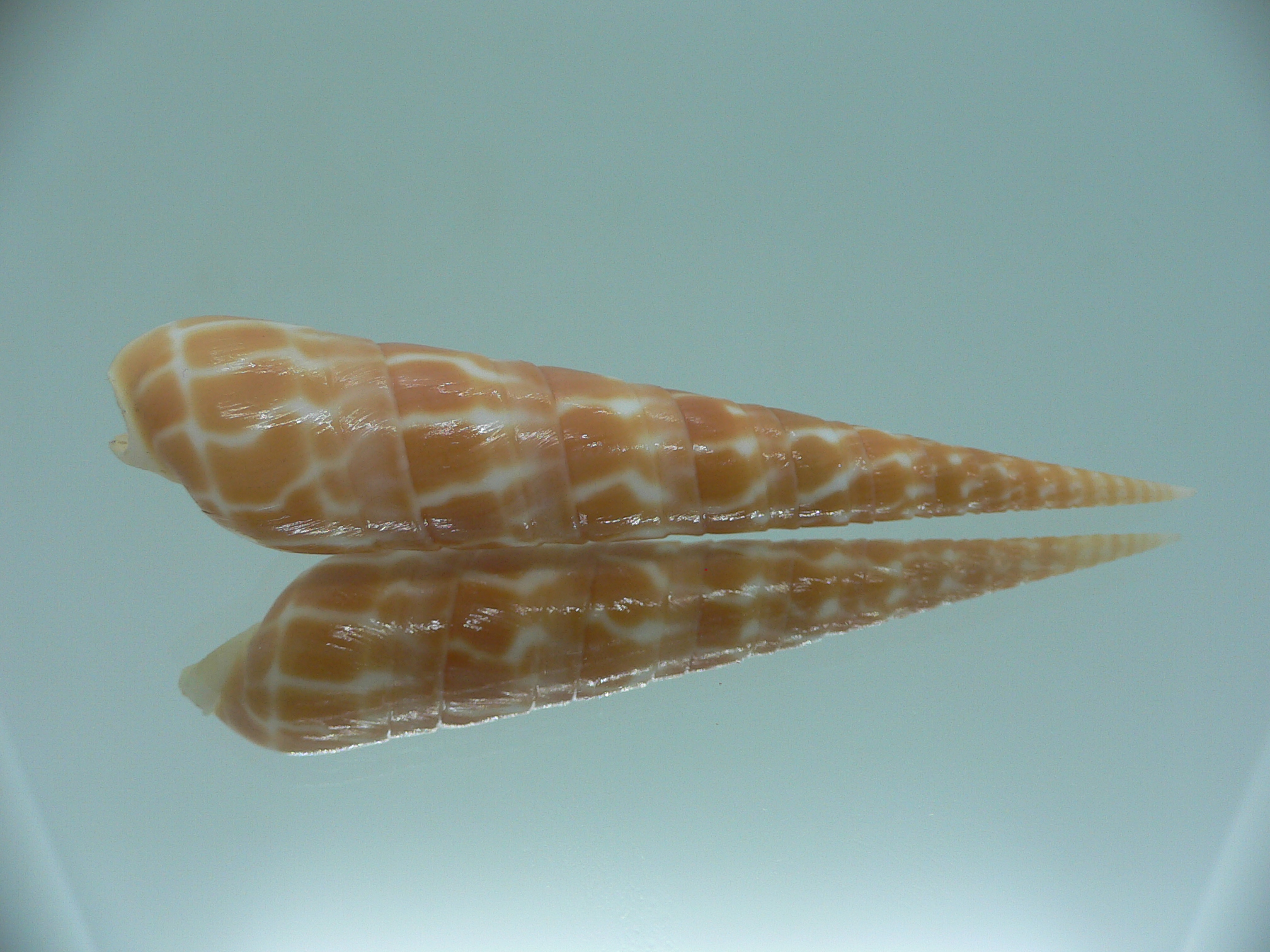 Oxymeris dimidiatus COLORING