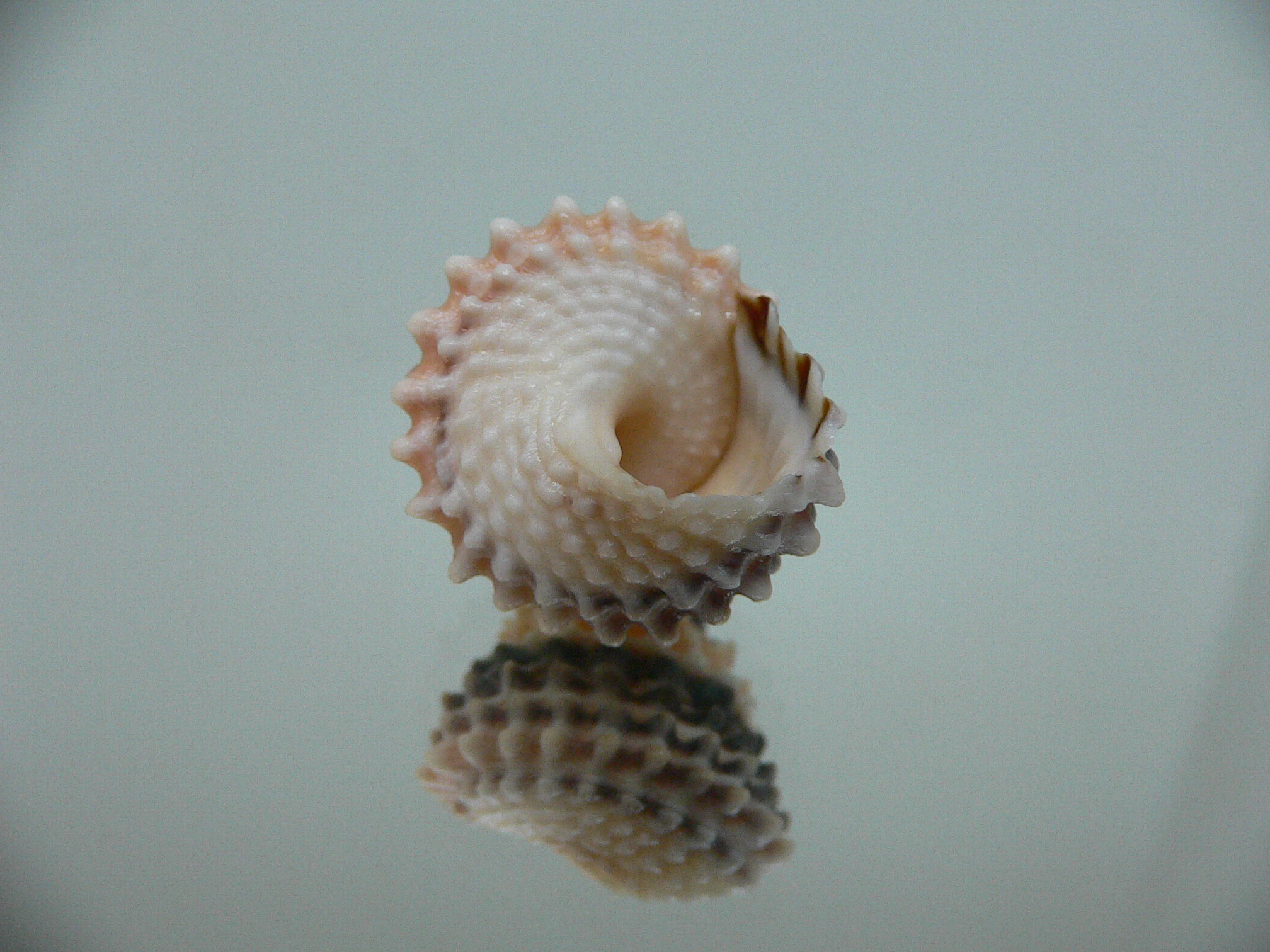 Tectarius coronatus DARK