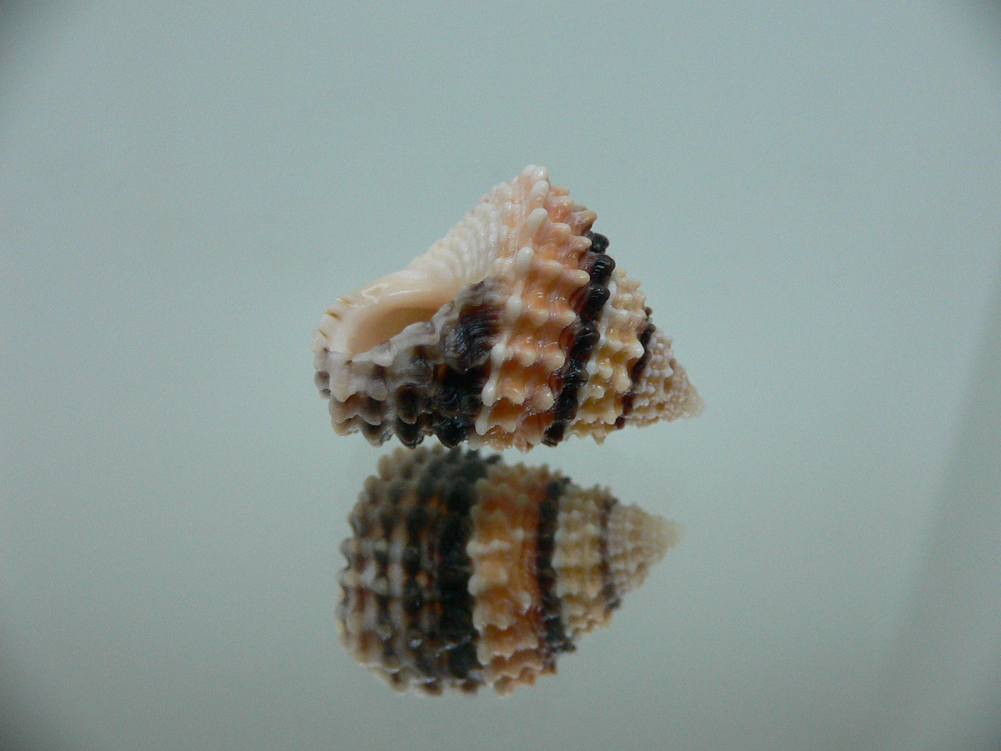 Tectarius coronatus DARK