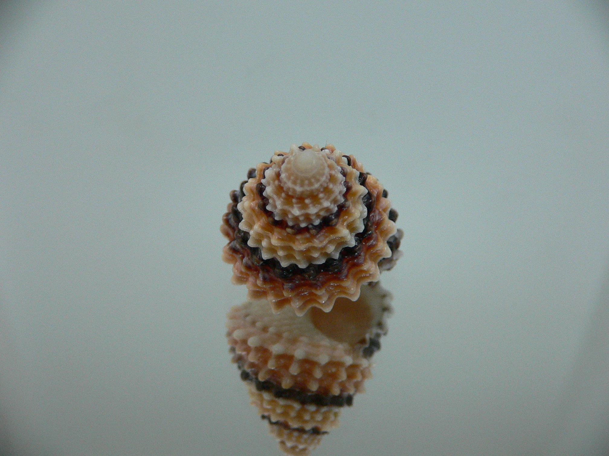 Tectarius coronatus DARK