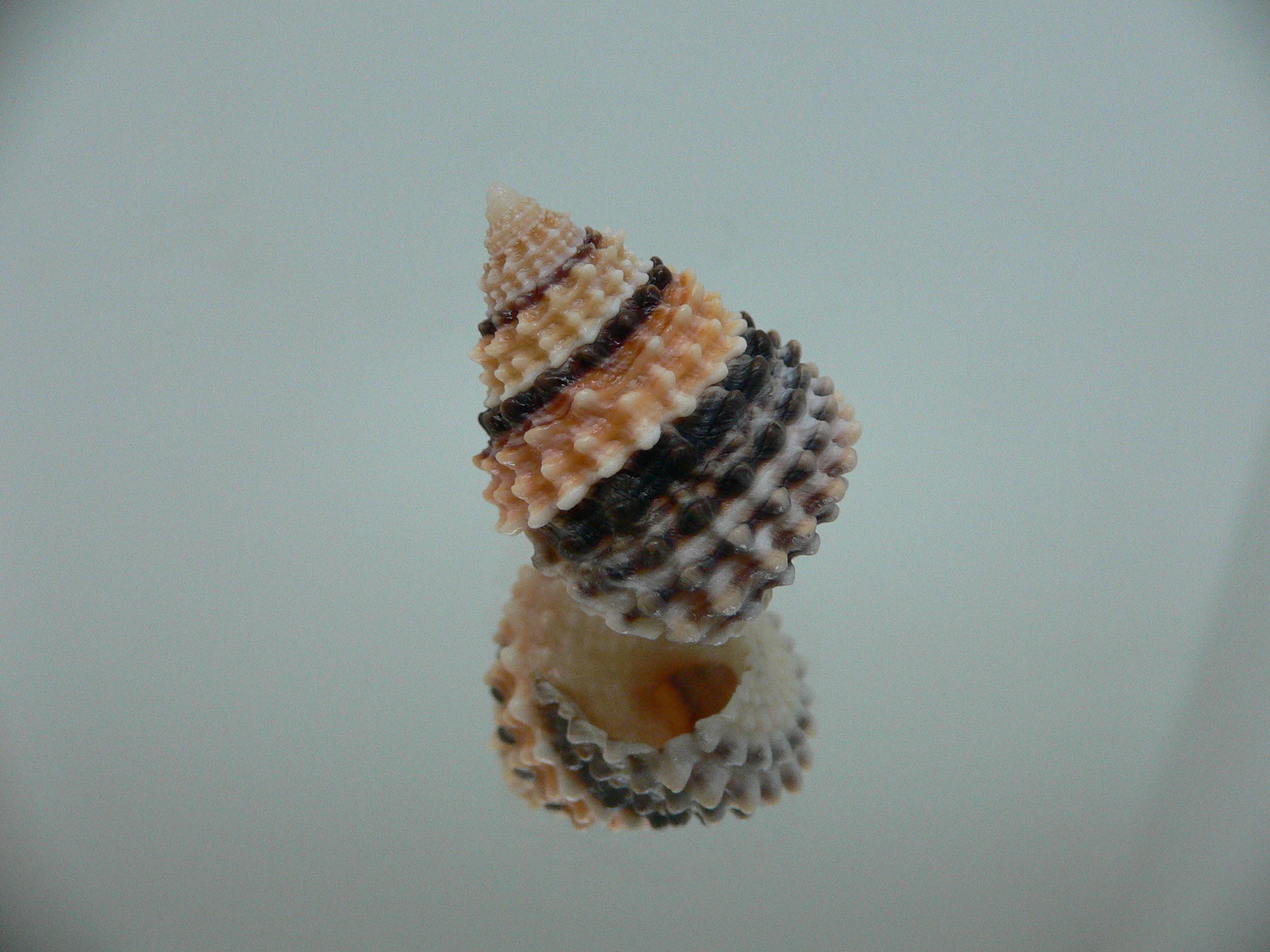 Tectarius coronatus DARK