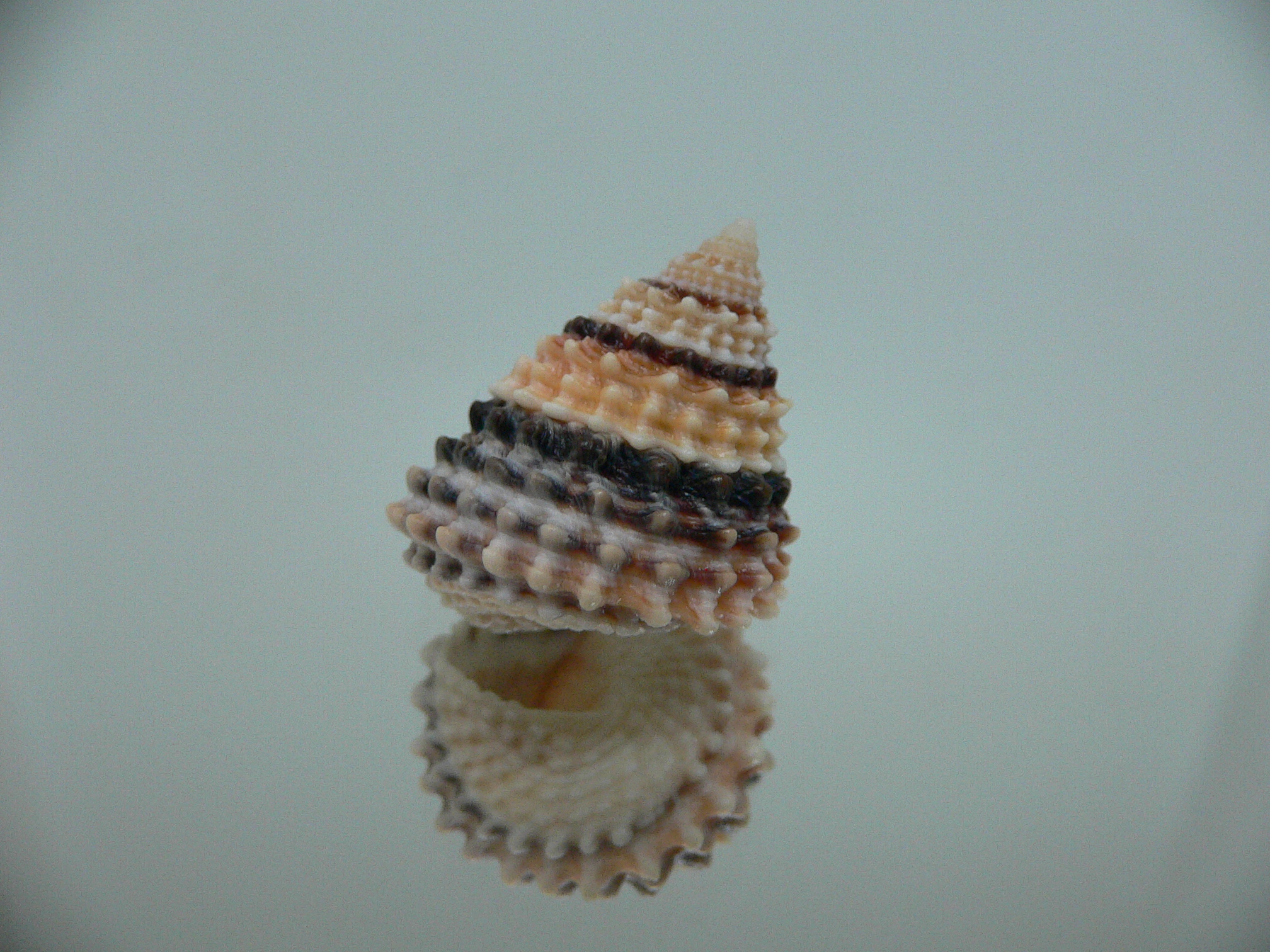 Tectarius coronatus DARK