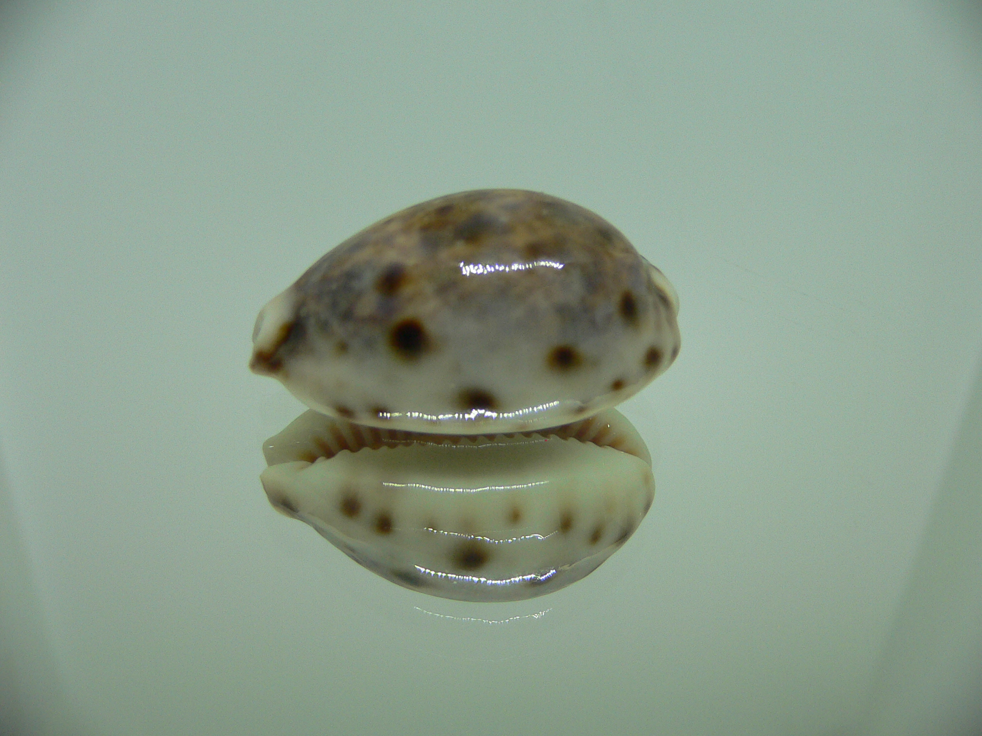 Cypraea lynx vanelli (var.)