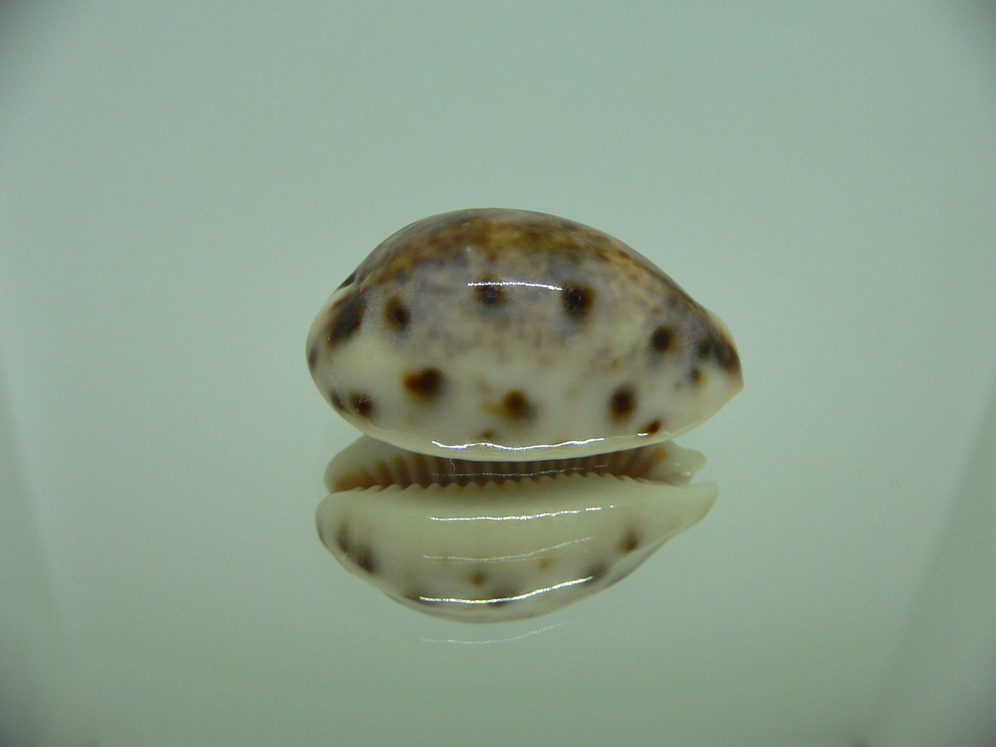 Cypraea lynx vanelli (var.)