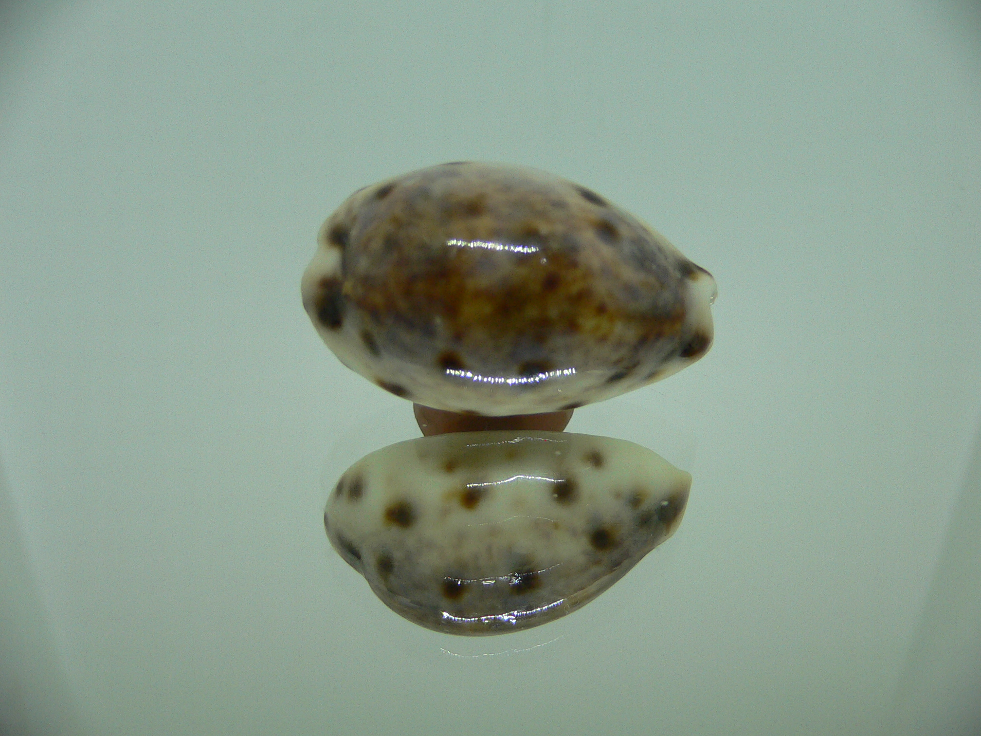 Cypraea lynx vanelli (var.)