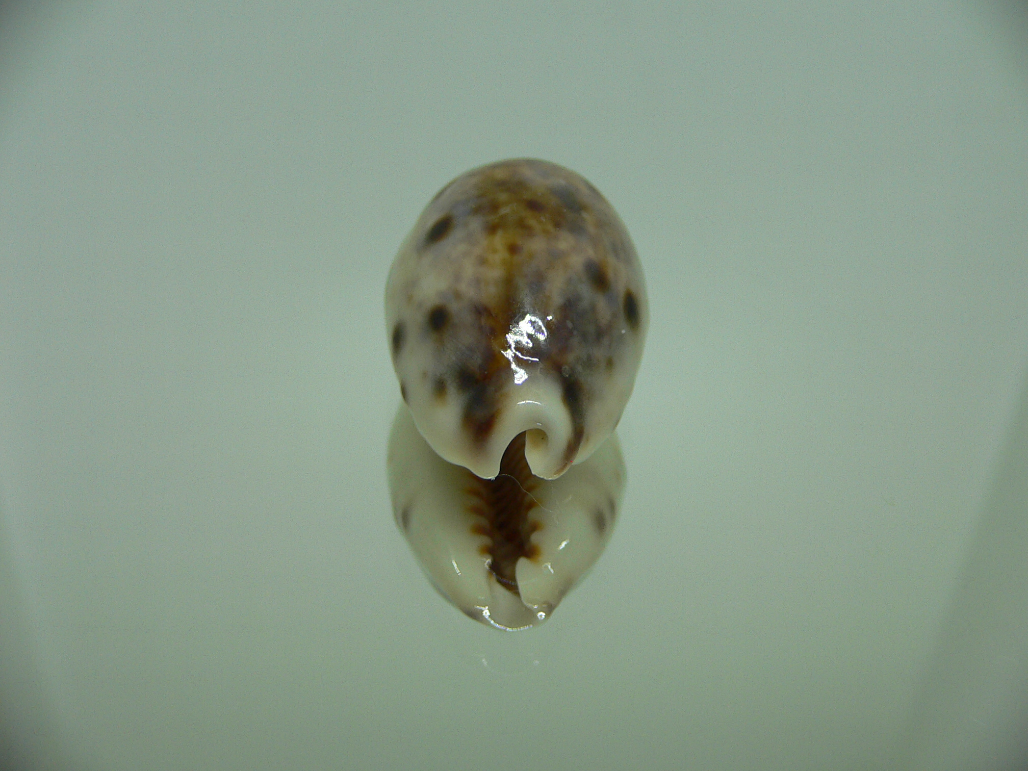 Cypraea lynx vanelli (var.)