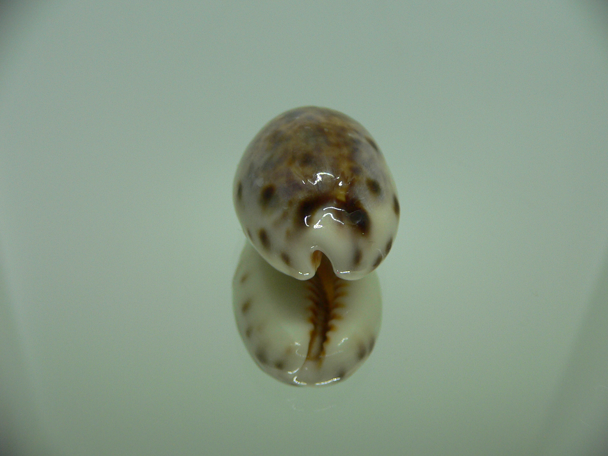 Cypraea lynx vanelli (var.)