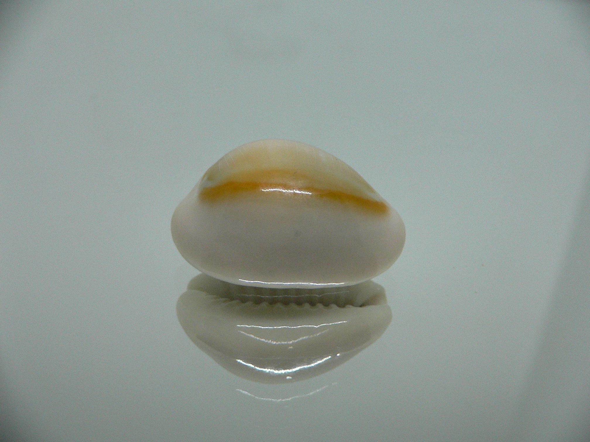 Cypraea annulus annulus ORANGE HALO