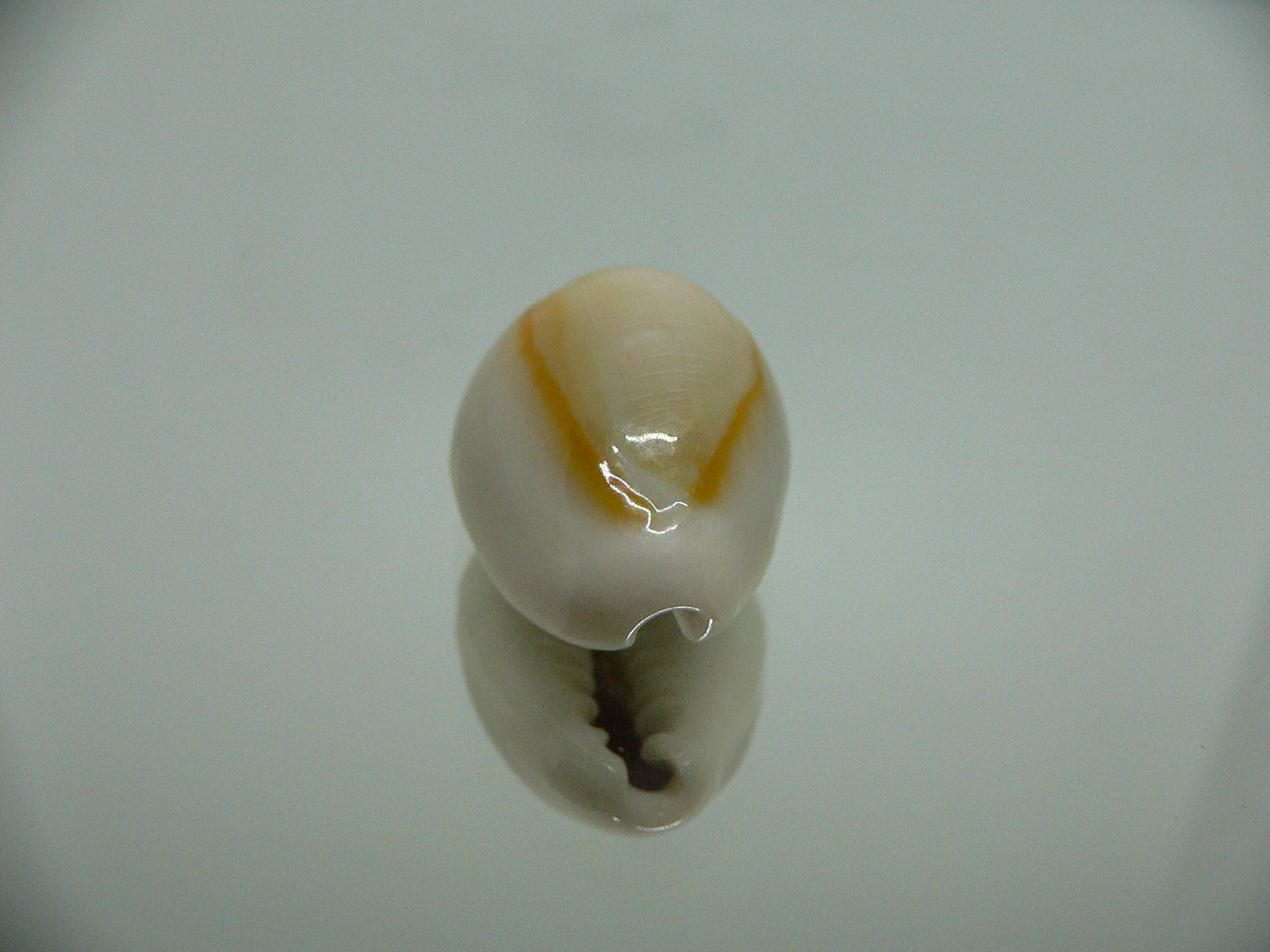 Cypraea annulus annulus ORANGE HALO