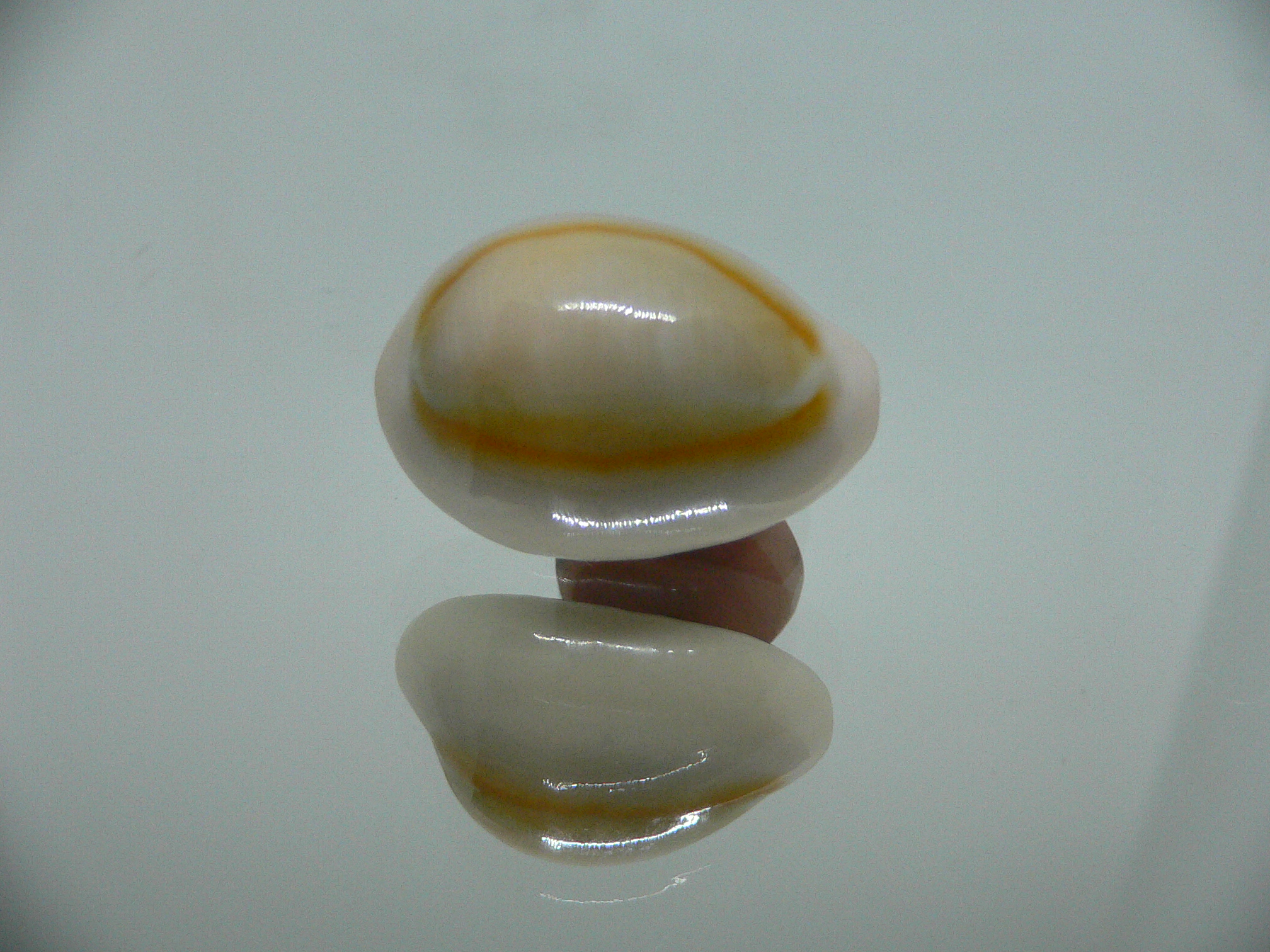 Cypraea annulus annulus ORANGE HALO