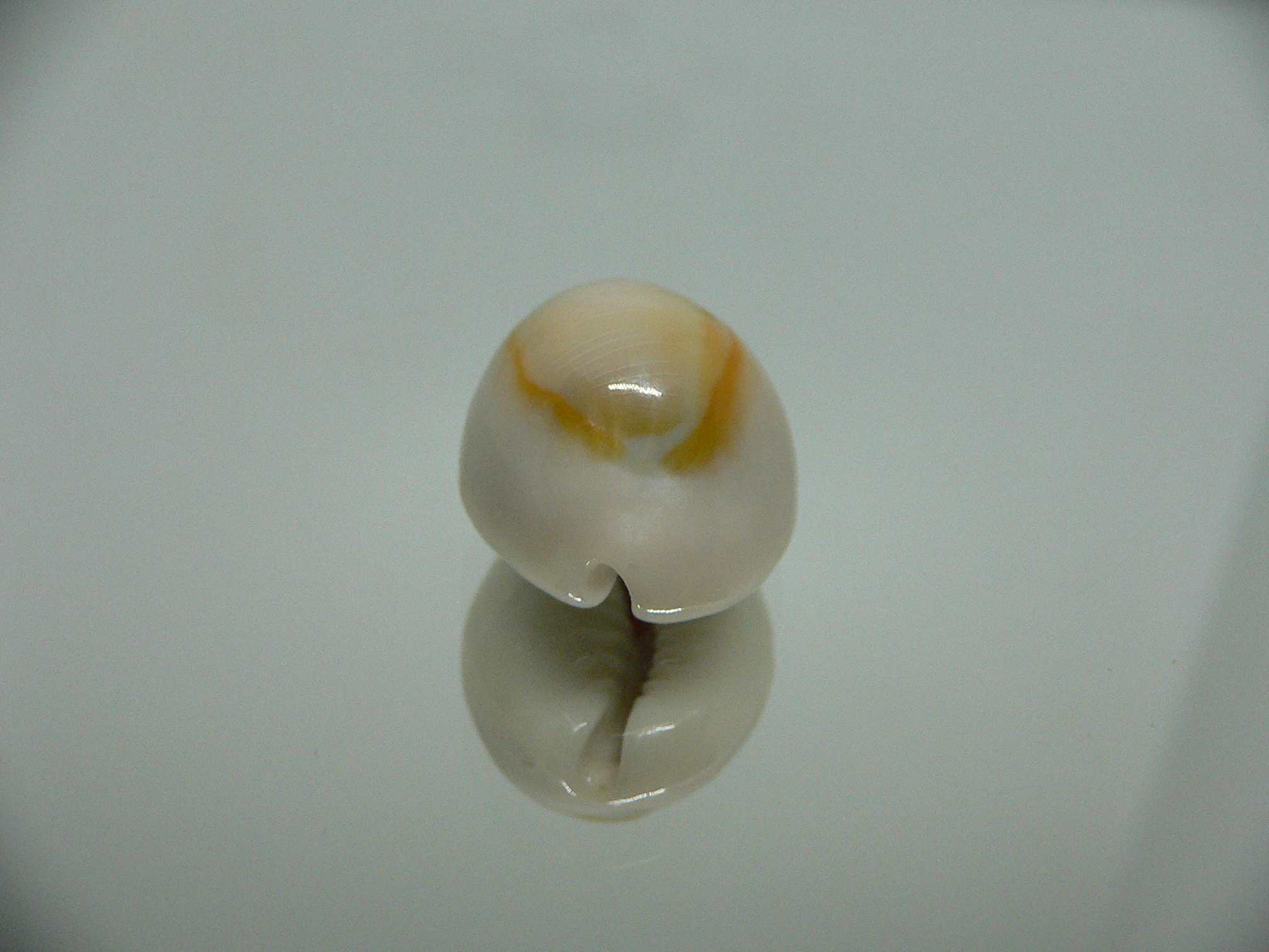 Cypraea annulus annulus ORANGE HALO