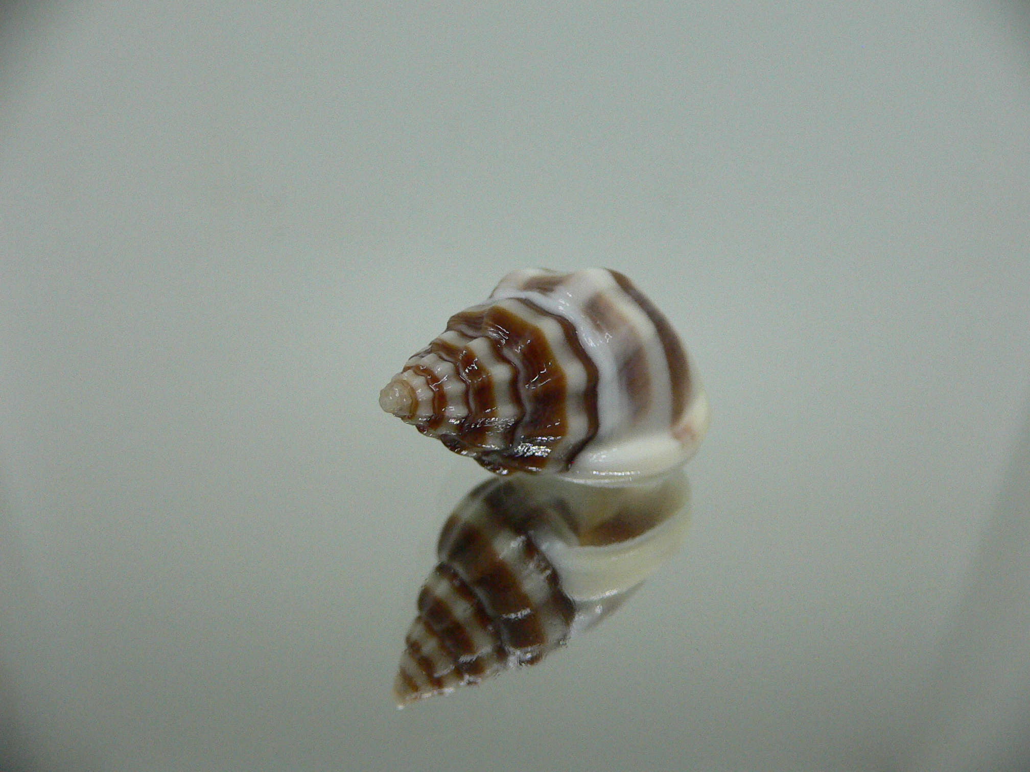 Nassarius stolatus