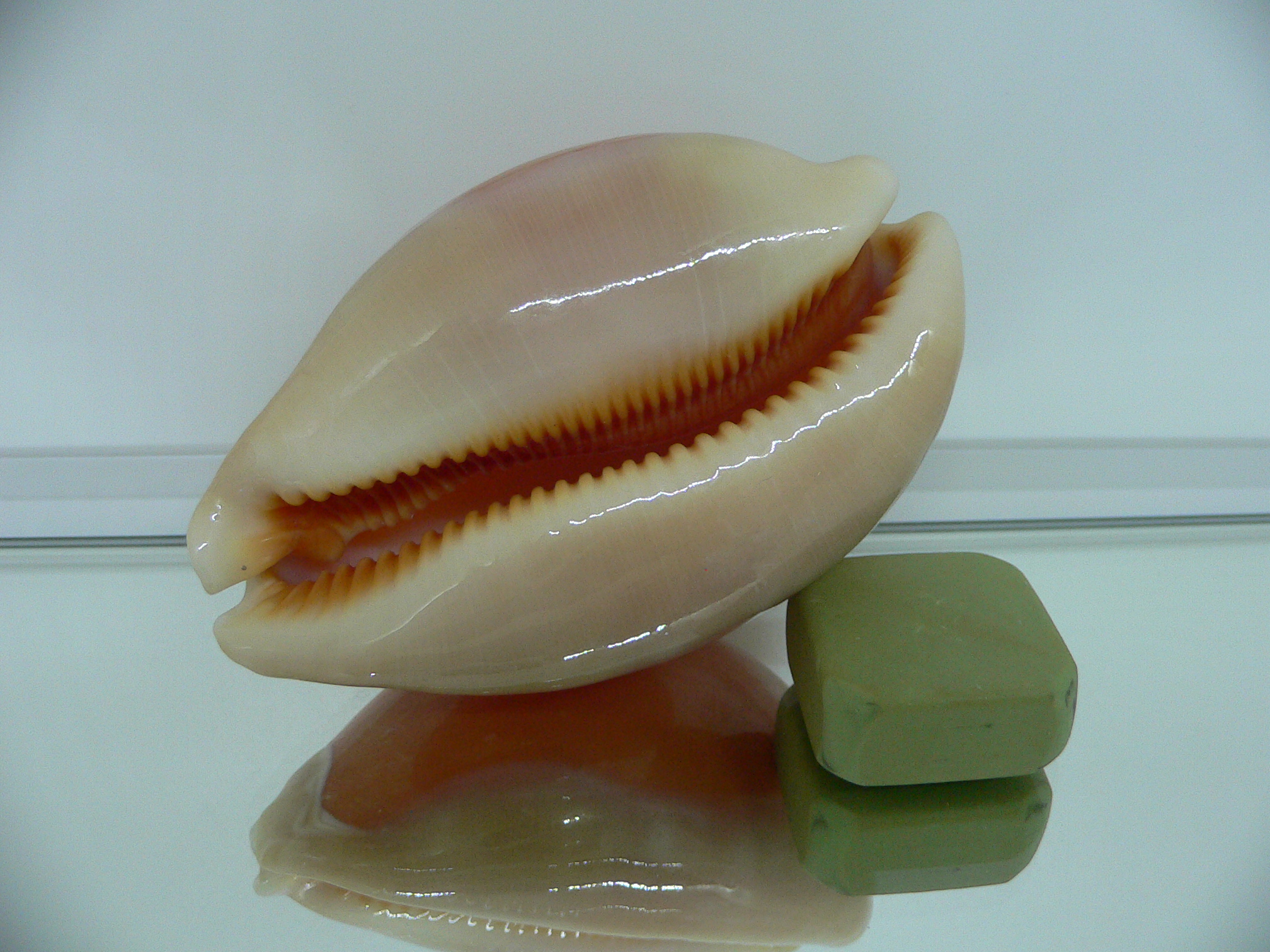 Cypraea aurantium GLOBOSE