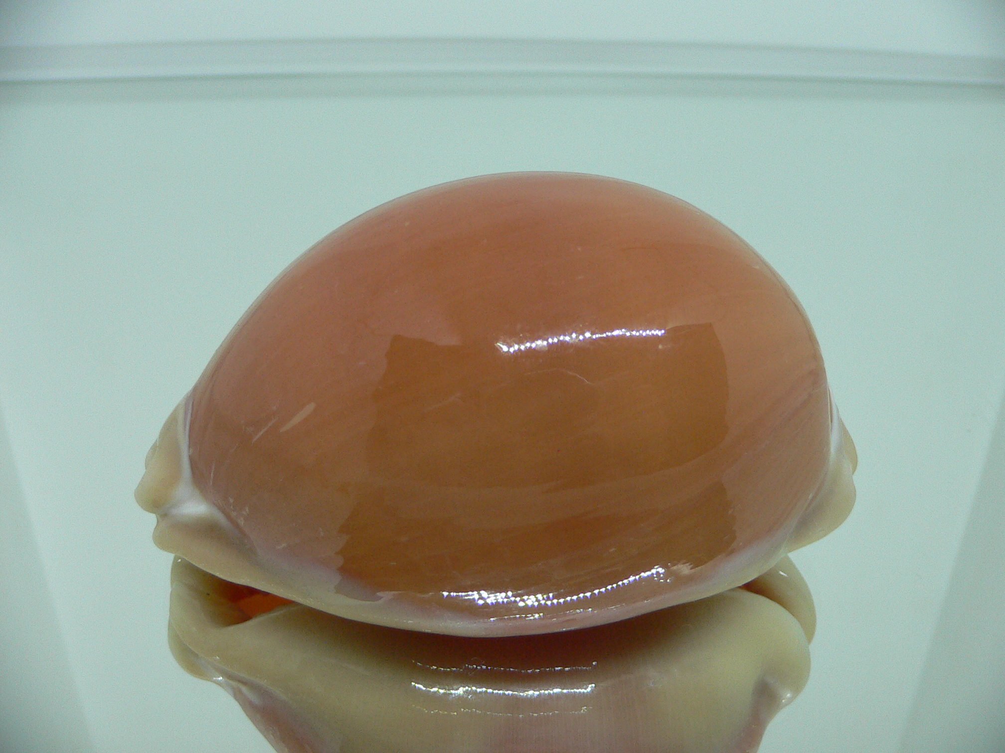 Cypraea aurantium GLOBOSE