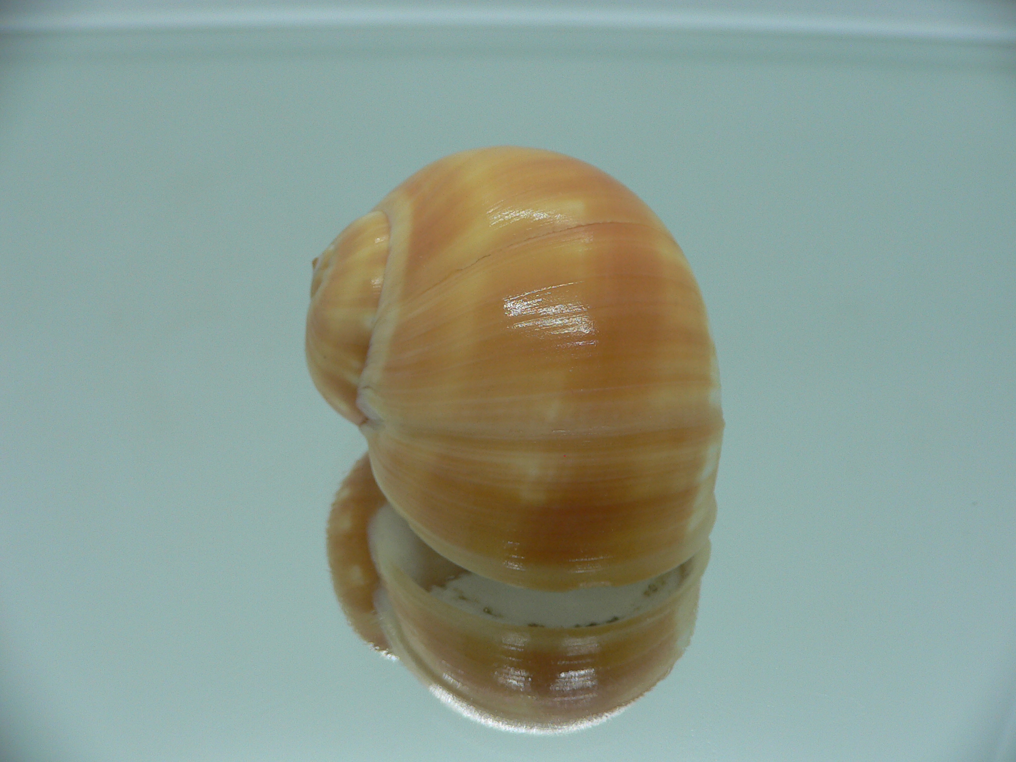 Natica stellata ORANGE