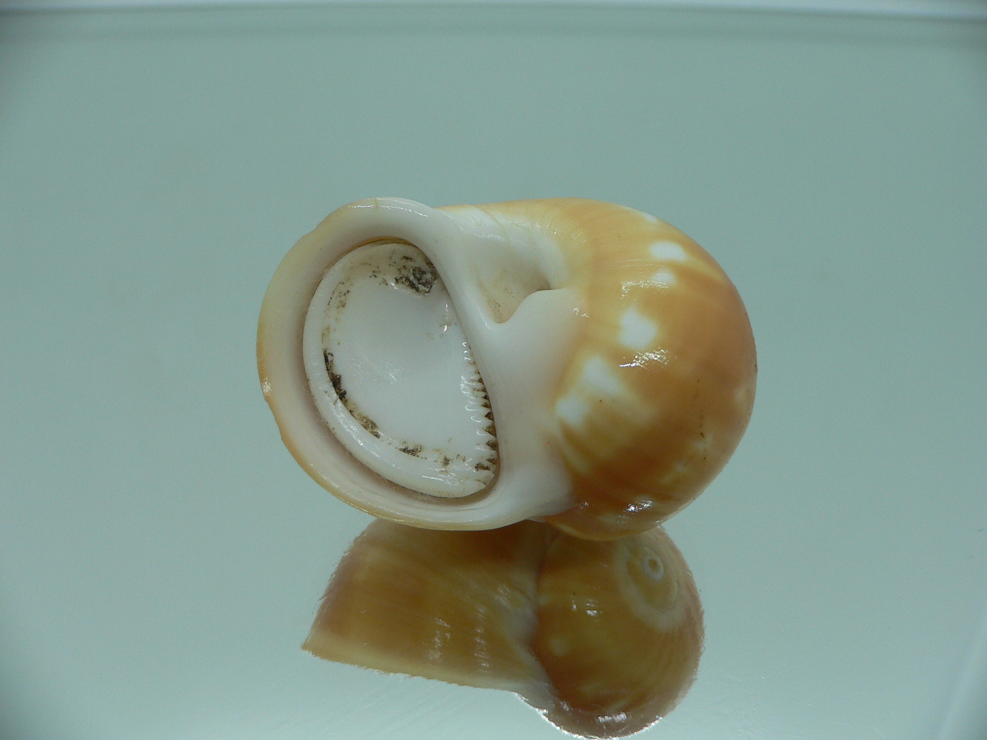 Natica stellata ORANGE