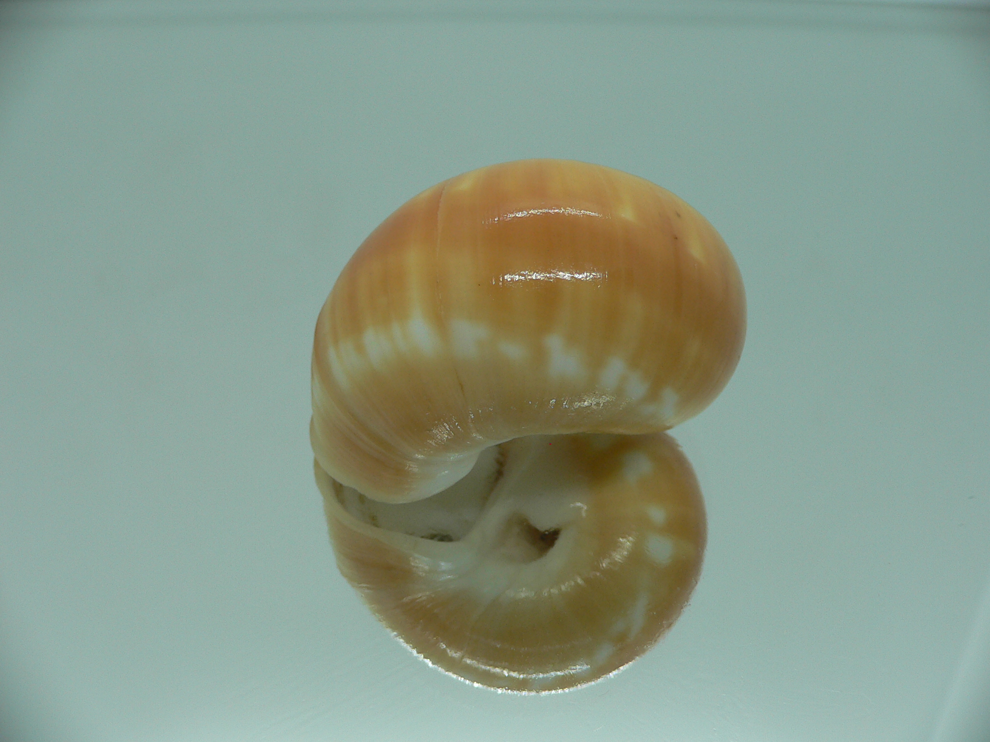 Natica stellata ORANGE